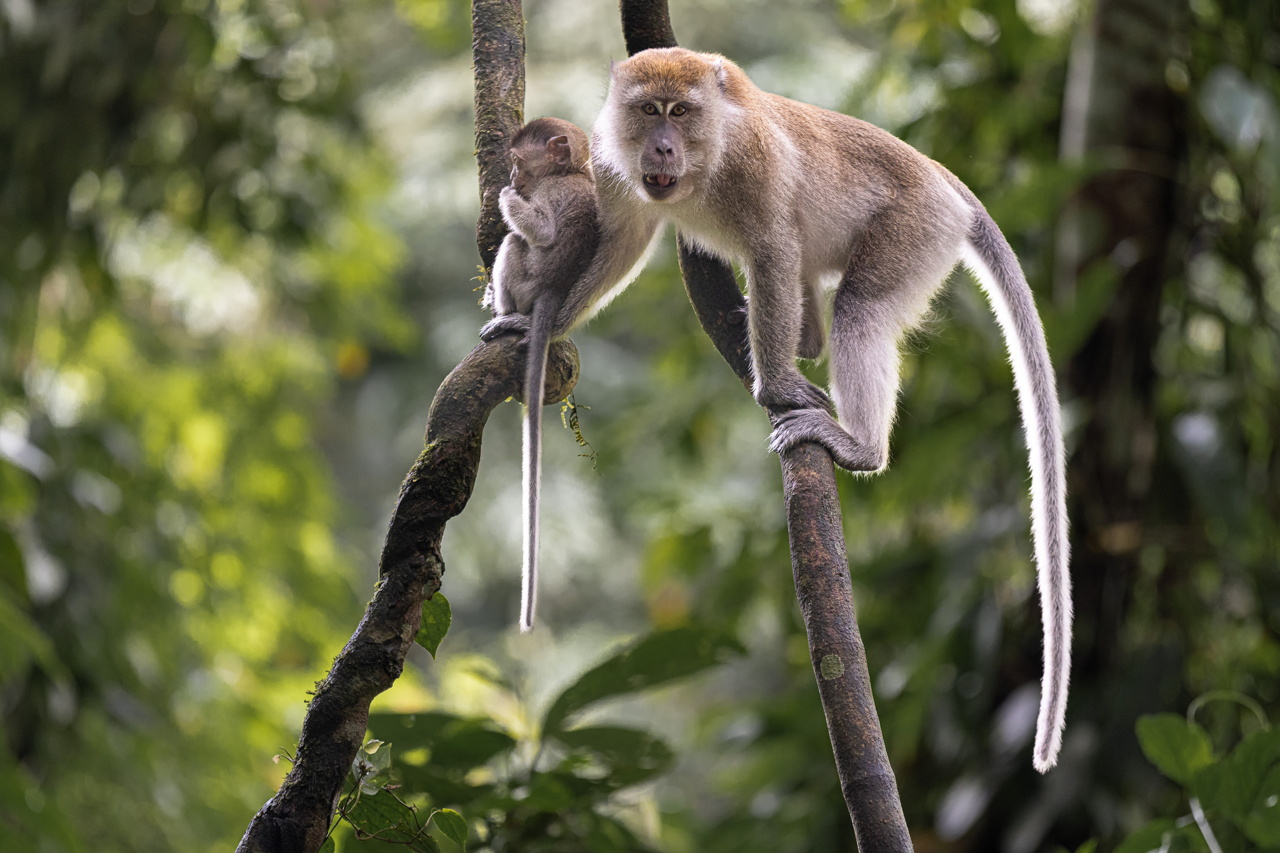 Gunung Leuser, Highlights, Indonesia, Sumatra