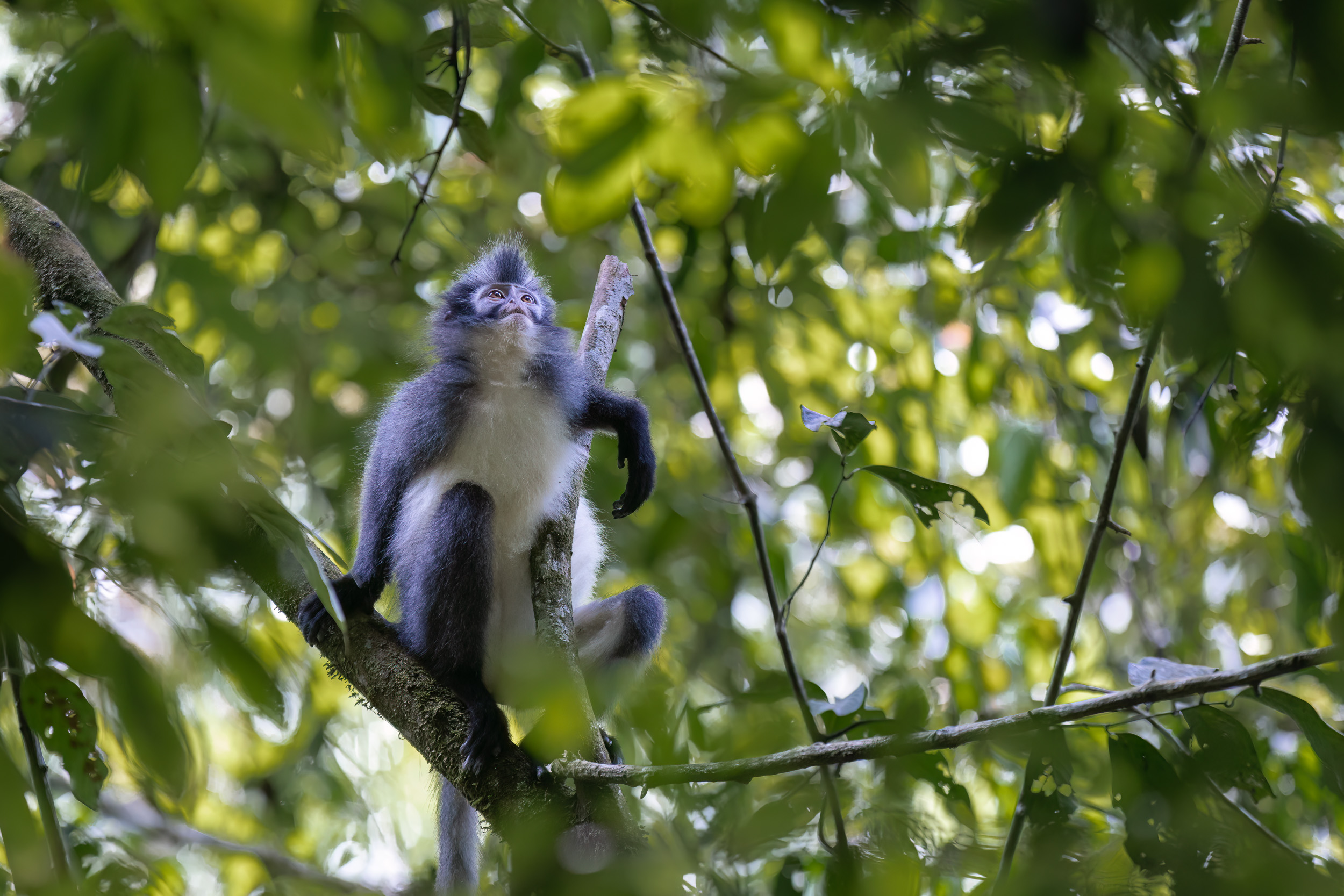Gunung Leuser, Highlights, Indonesia, Sumatra
