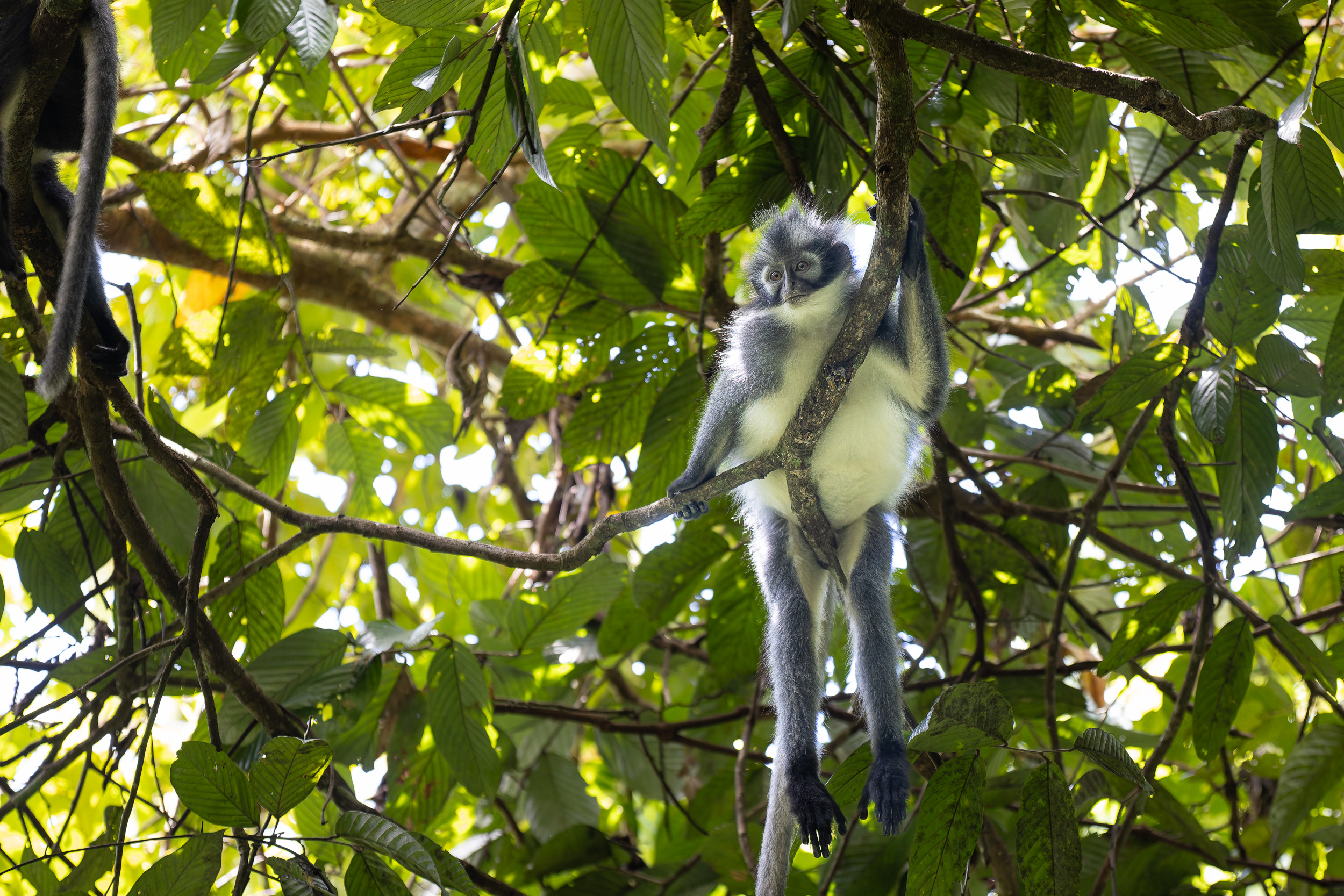 Gunung Leuser, Highlights, Indonesia, Sumatra