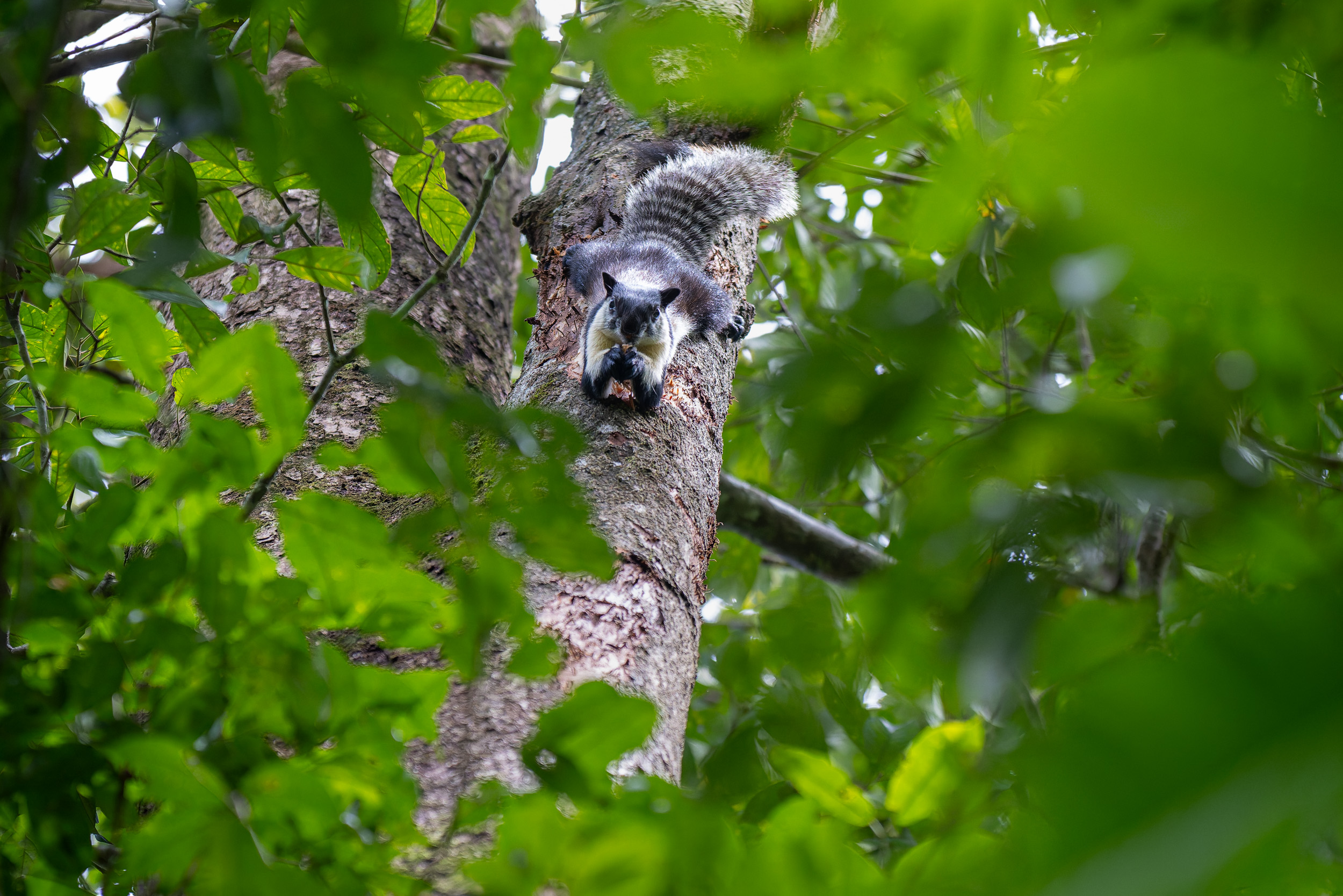 Gunung Leuser, Highlights, Indonesia, Sumatra