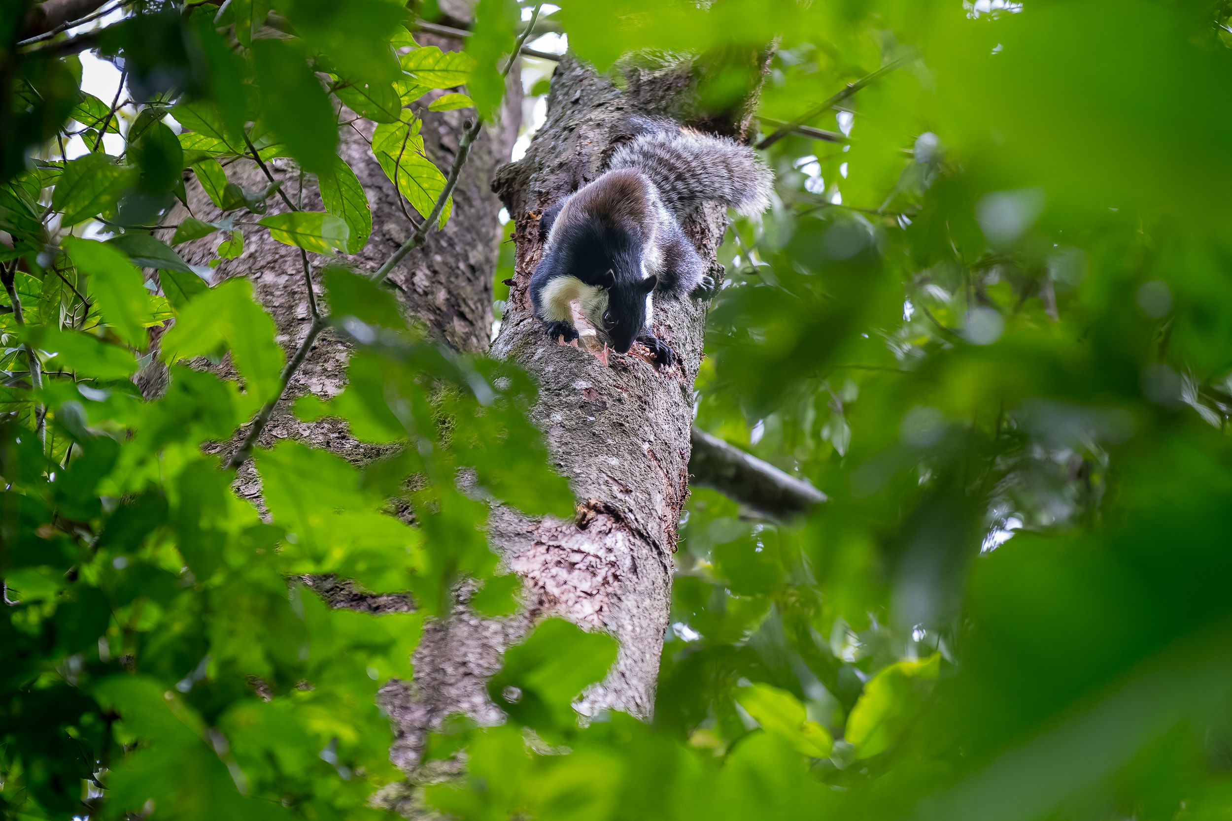 Gunung Leuser, Highlights, Indonesia, Sumatra