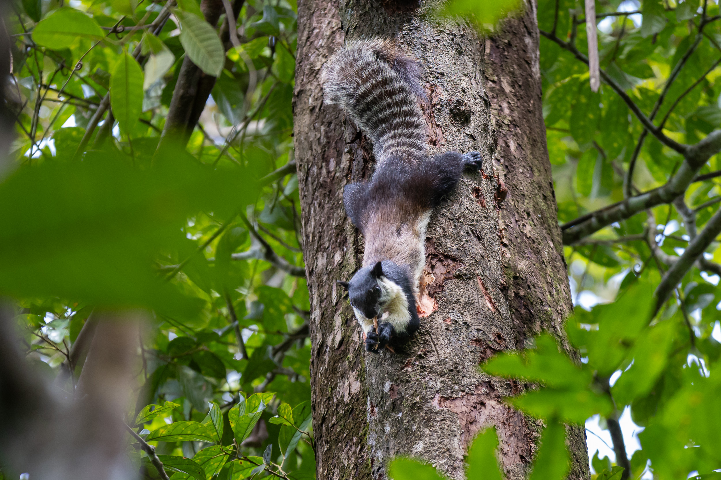 Gunung Leuser, Highlights, Indonesia, Sumatra
