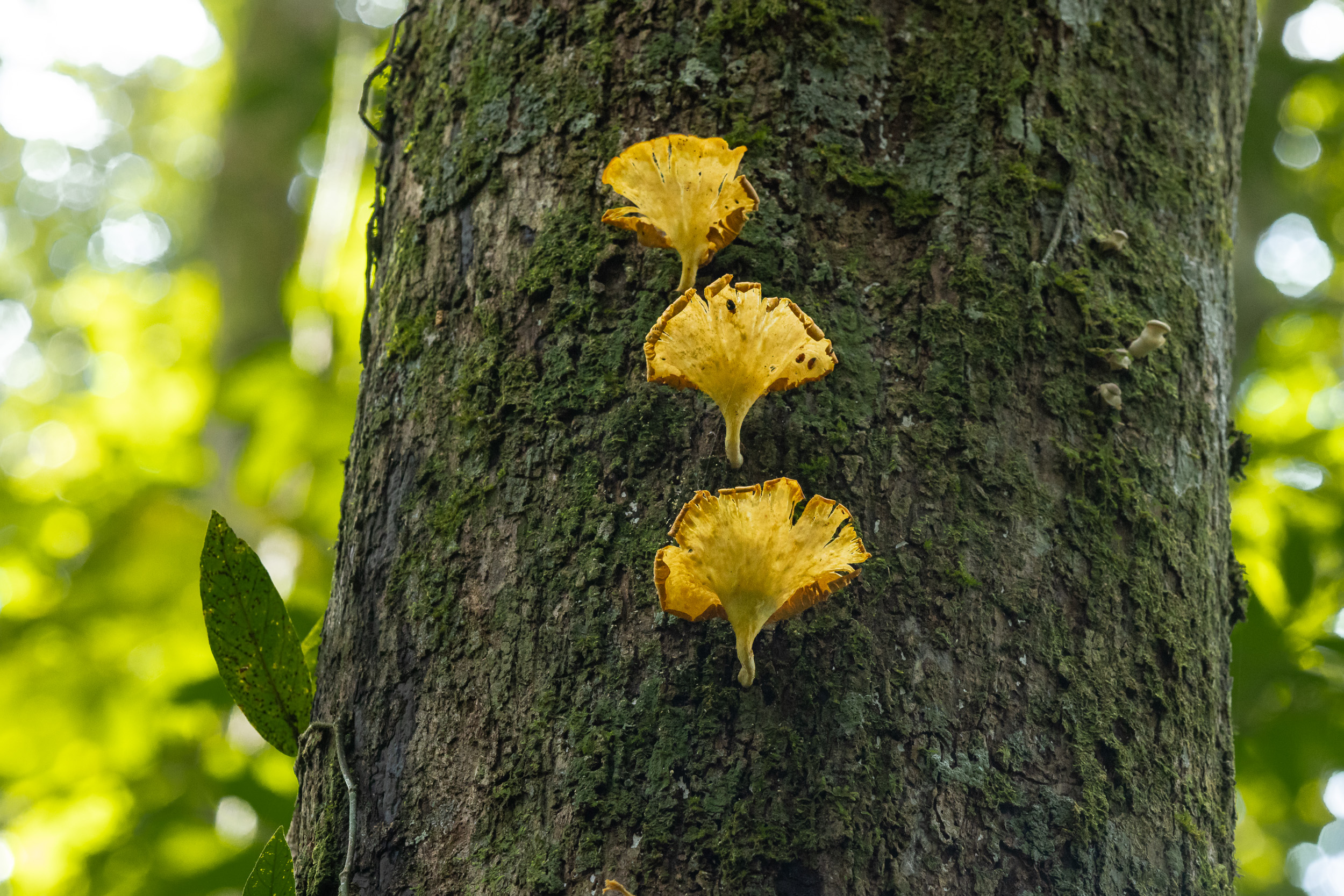 Gunung Leuser, Highlights, Indonesia, Sumatra