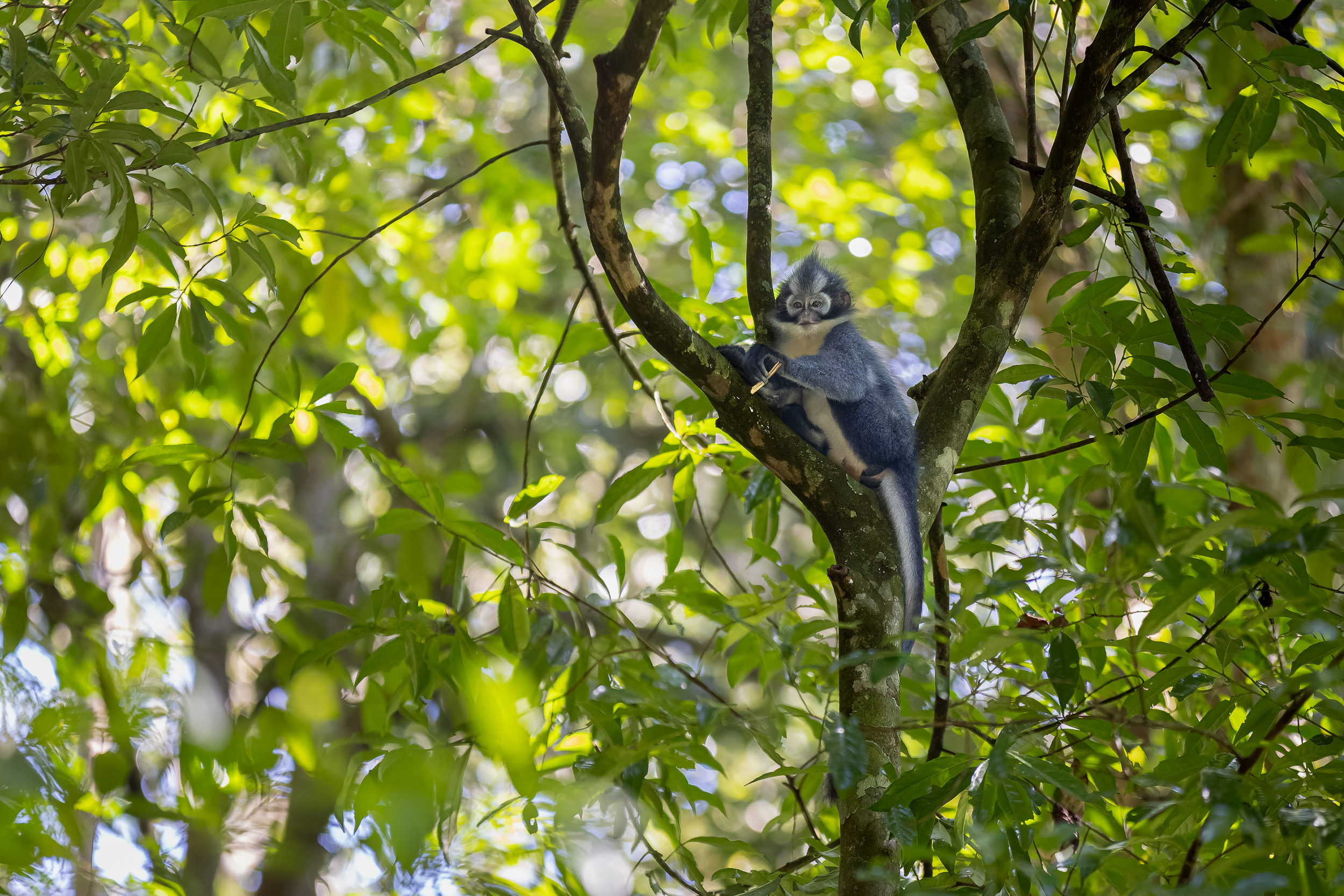 Gunung Leuser, Highlights, Indonesia, Sumatra