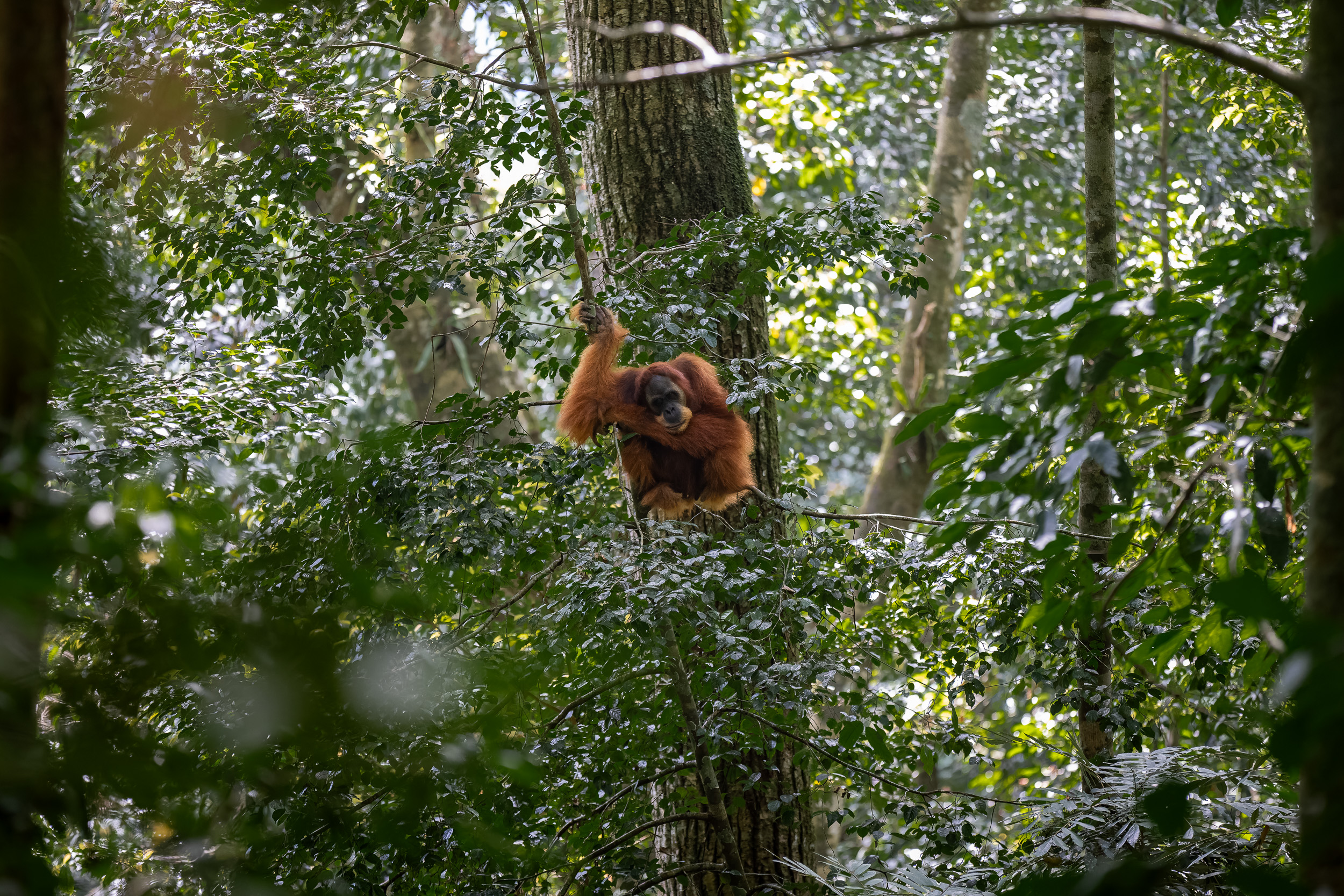 Gunung Leuser, Highlights, Indonesia, Sumatra