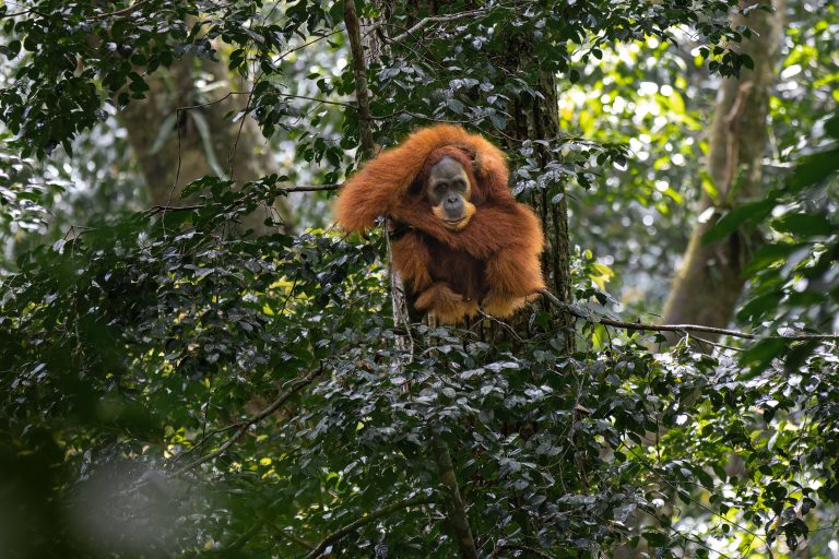 Orang Utan Gunung Leuser national park Indonesia, Sumatra