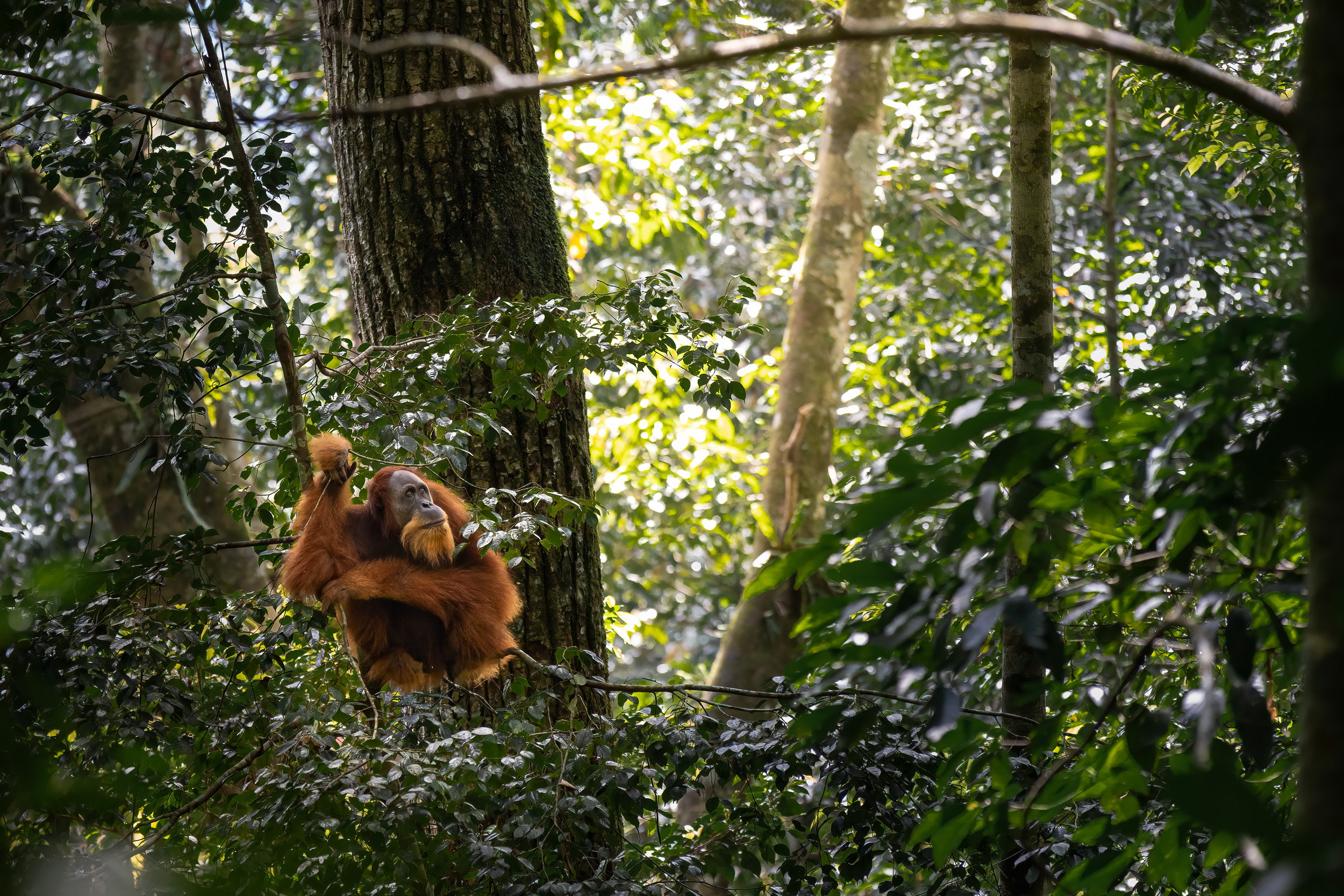 Gunung Leuser, Highlights, Indonesia, Sumatra