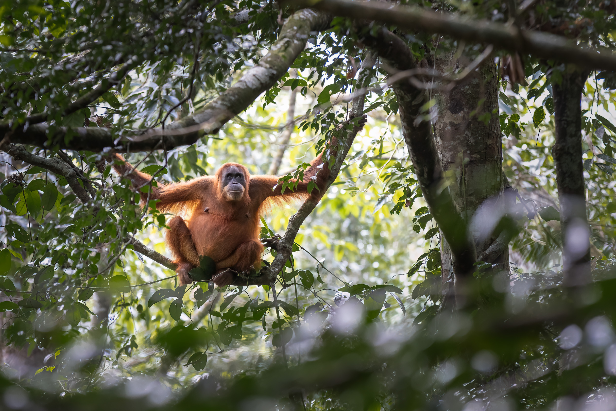 Gunung Leuser, Highlights, Indonesia, Sumatra