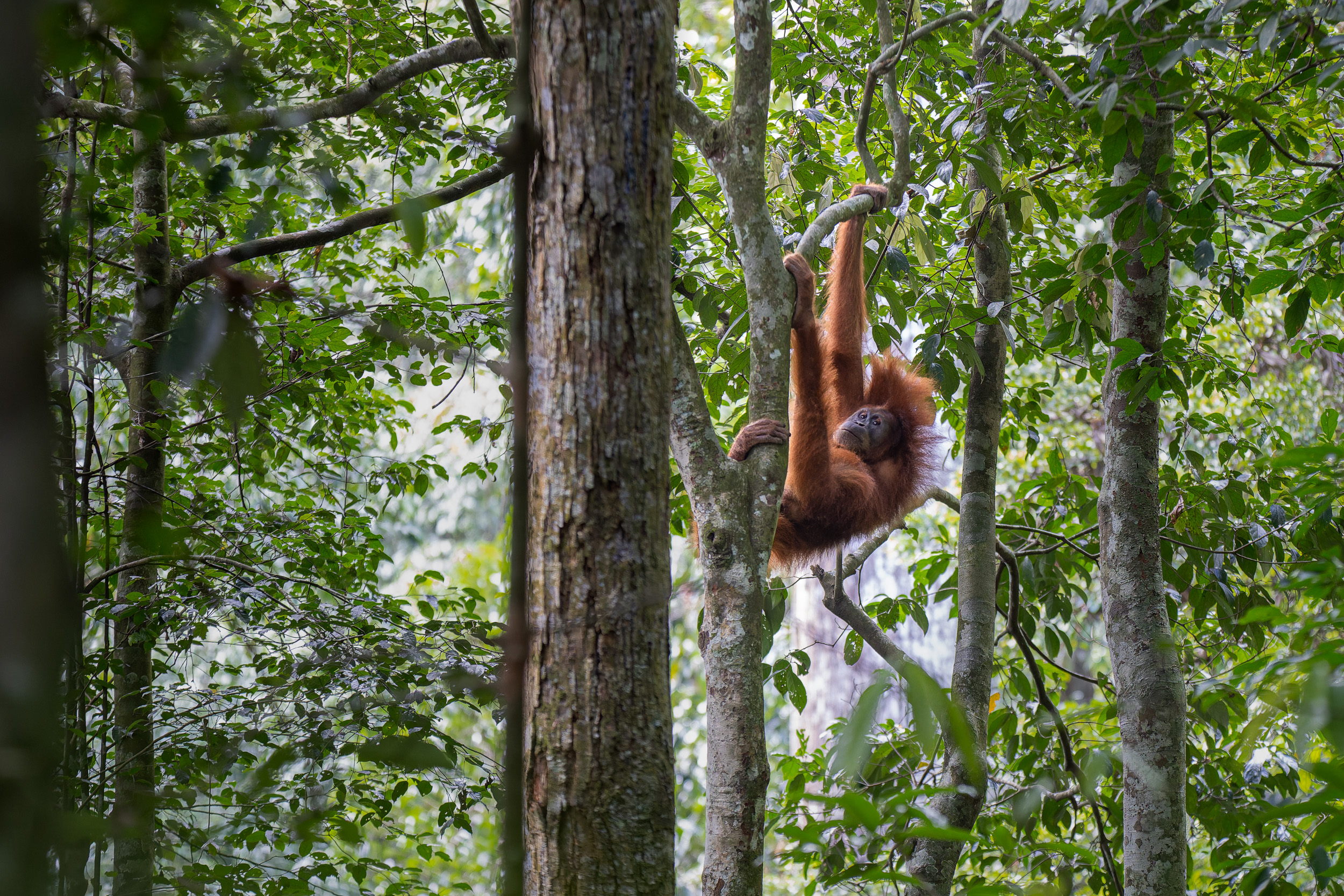 Gunung Leuser, Highlights, Indonesia, Sumatra