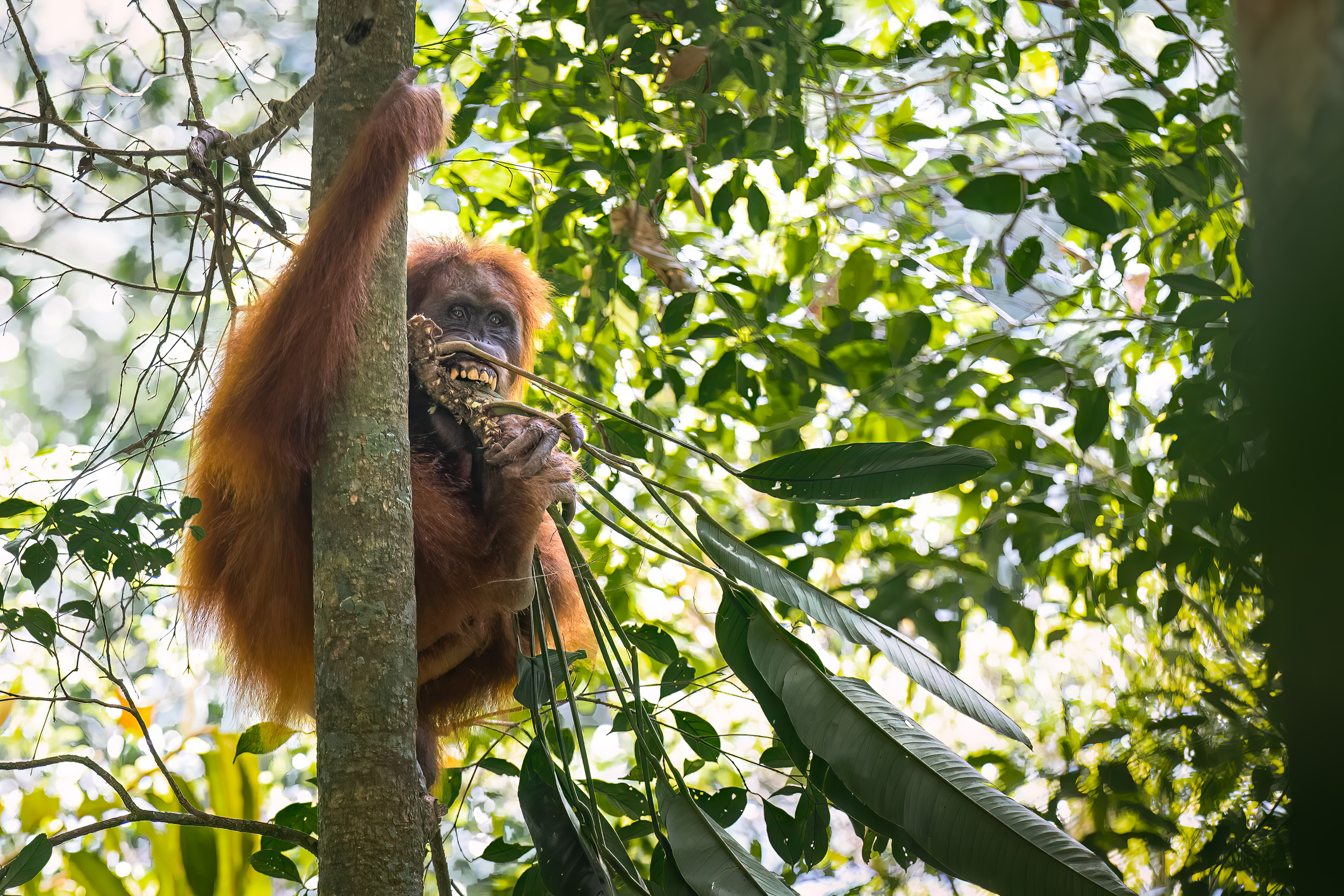 Gunung Leuser, Highlights, Indonesia, Sumatra