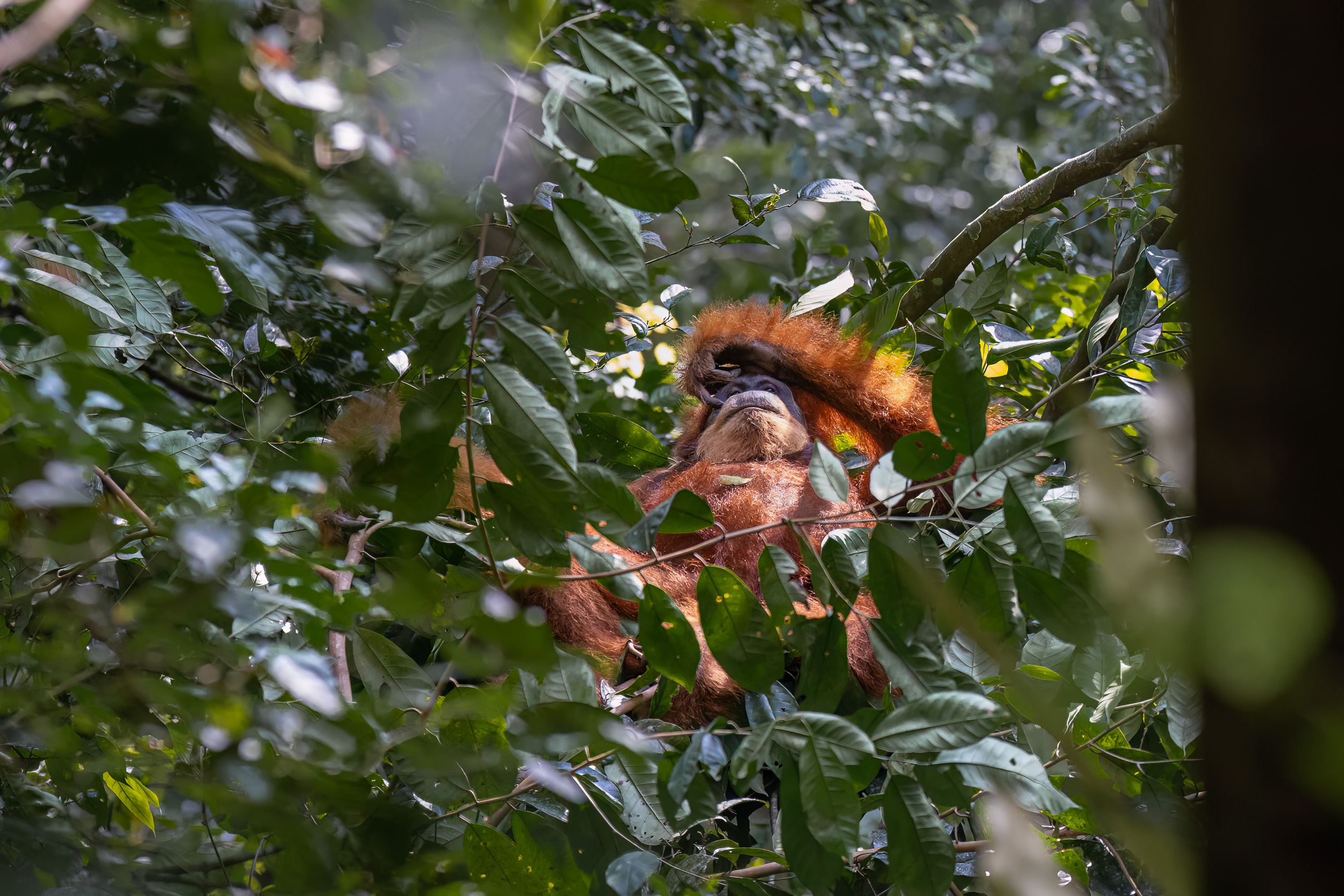 Gunung Leuser, Highlights, Indonesia, Sumatra