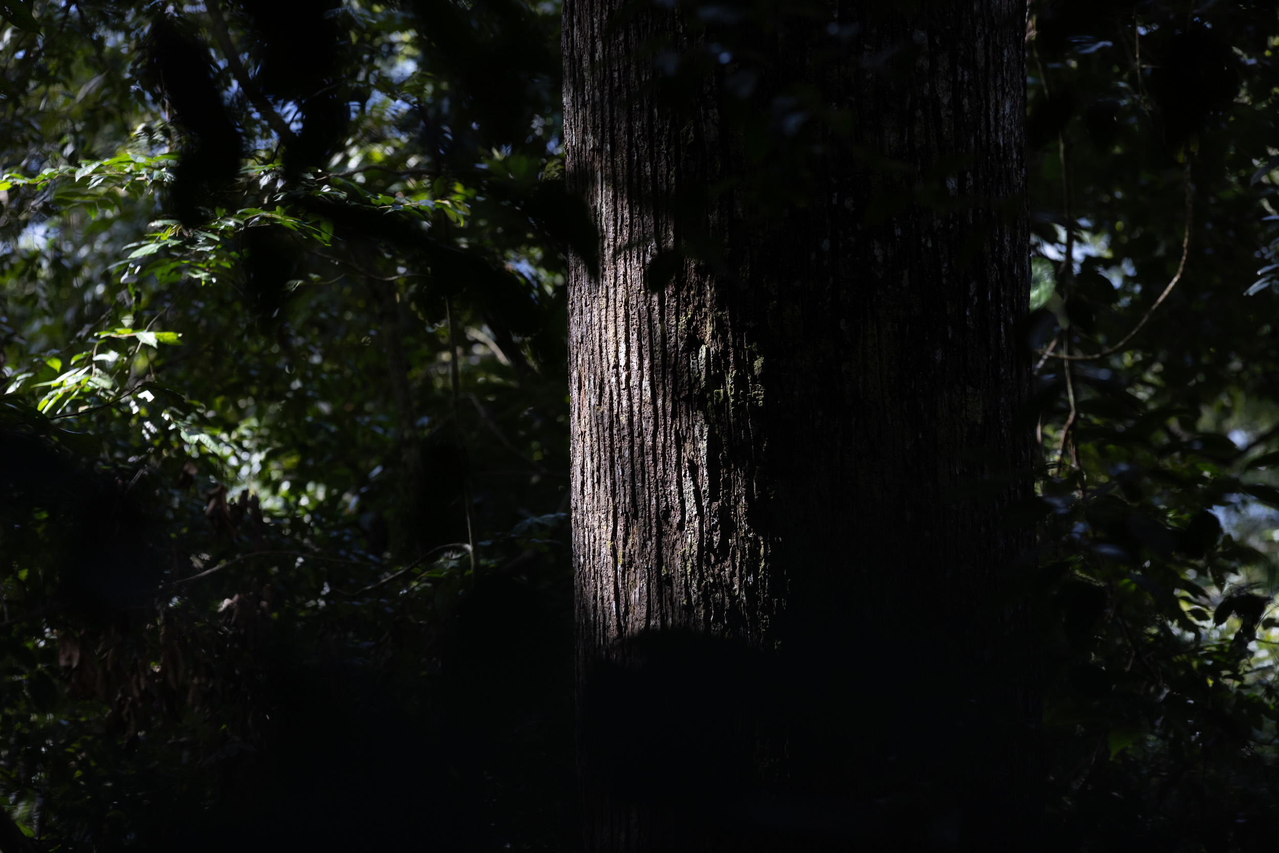 Gunung Leuser, Highlights, Indonesia, Sumatra