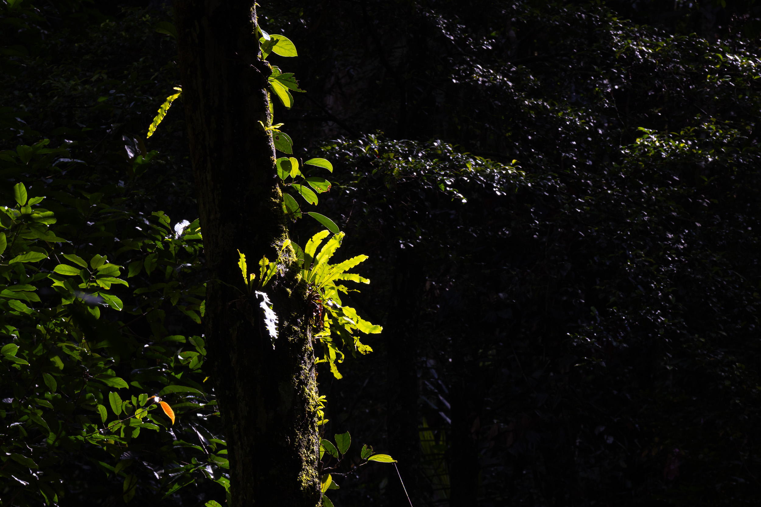 Gunung Leuser, Highlights, Indonesia, Sumatra
