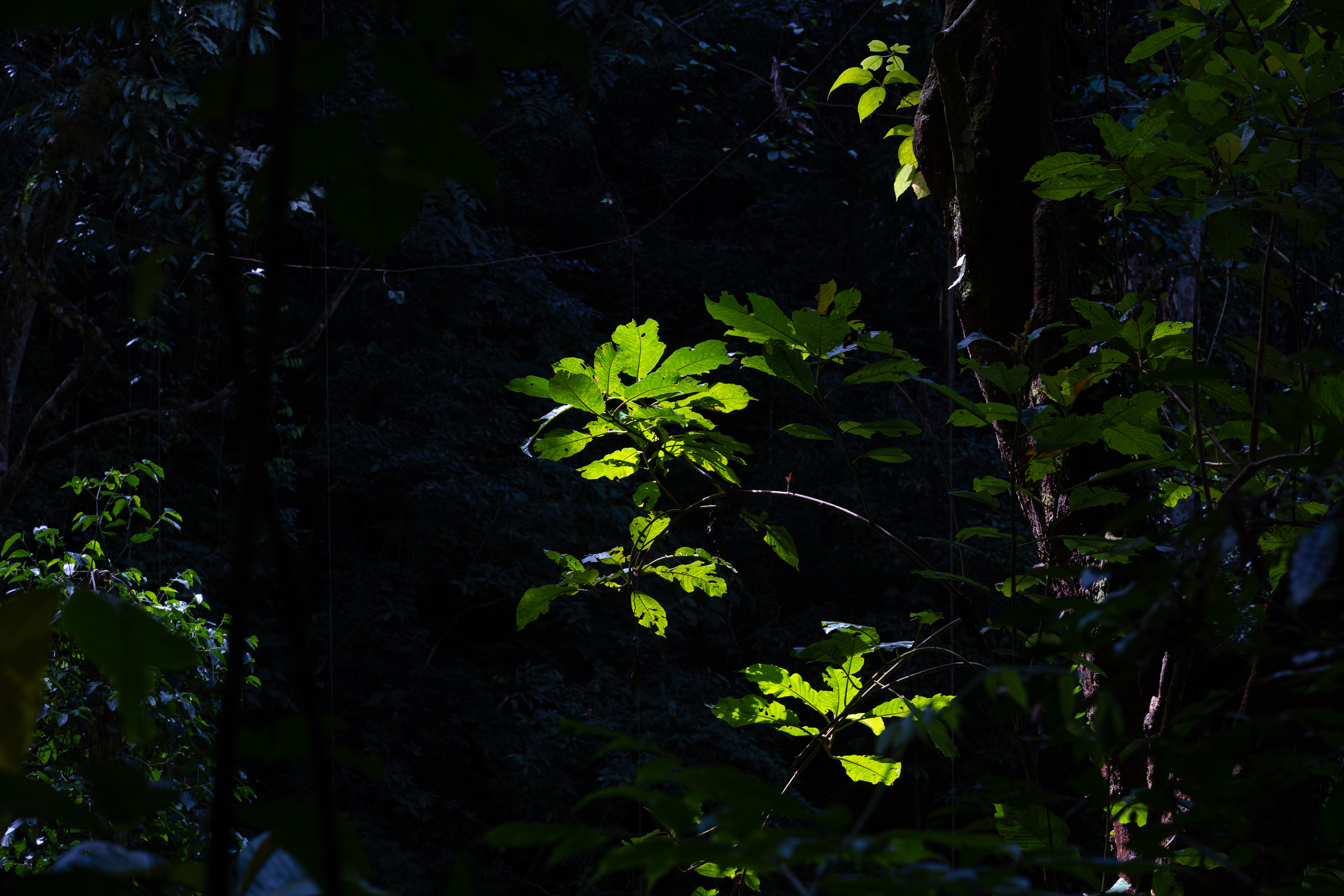 Gunung Leuser, Highlights, Indonesia, Sumatra