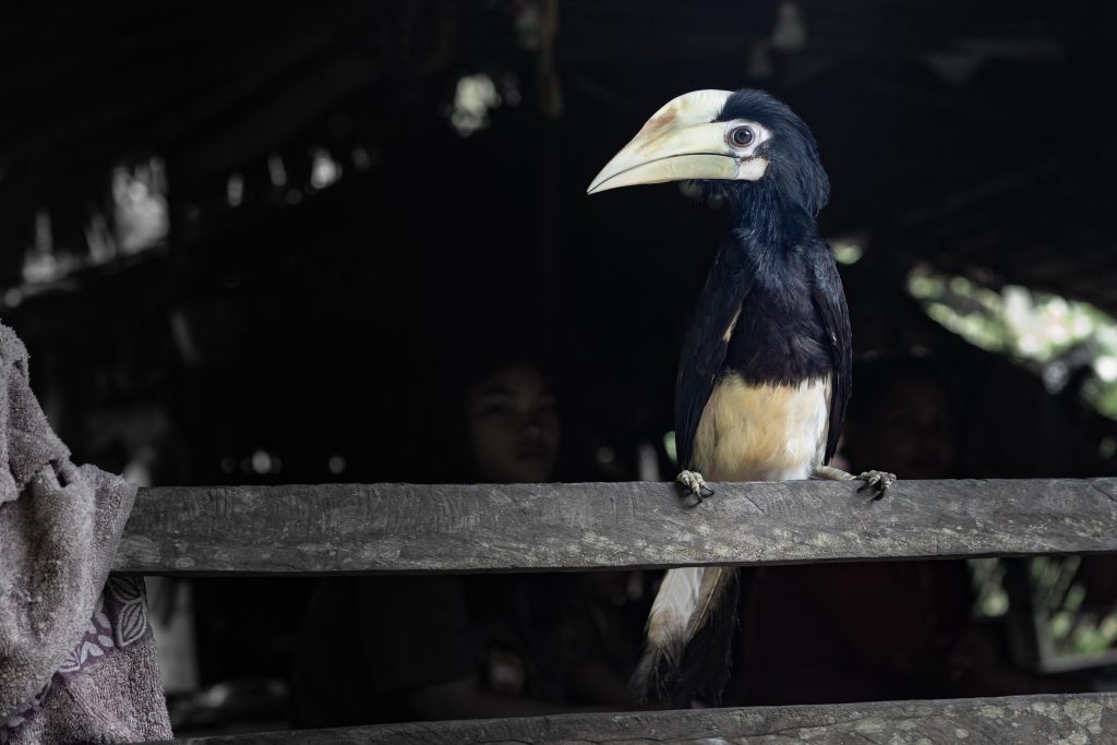 Highlights, Indonesia, Mentawai, Sakuddei, Siberut