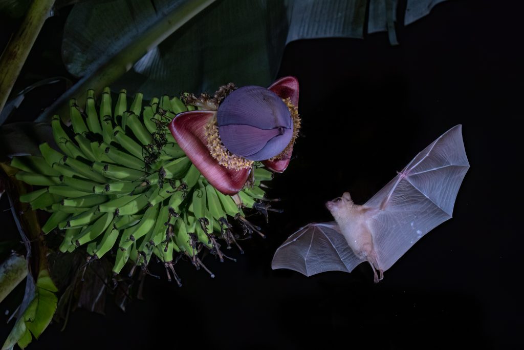 Photographing Bats
