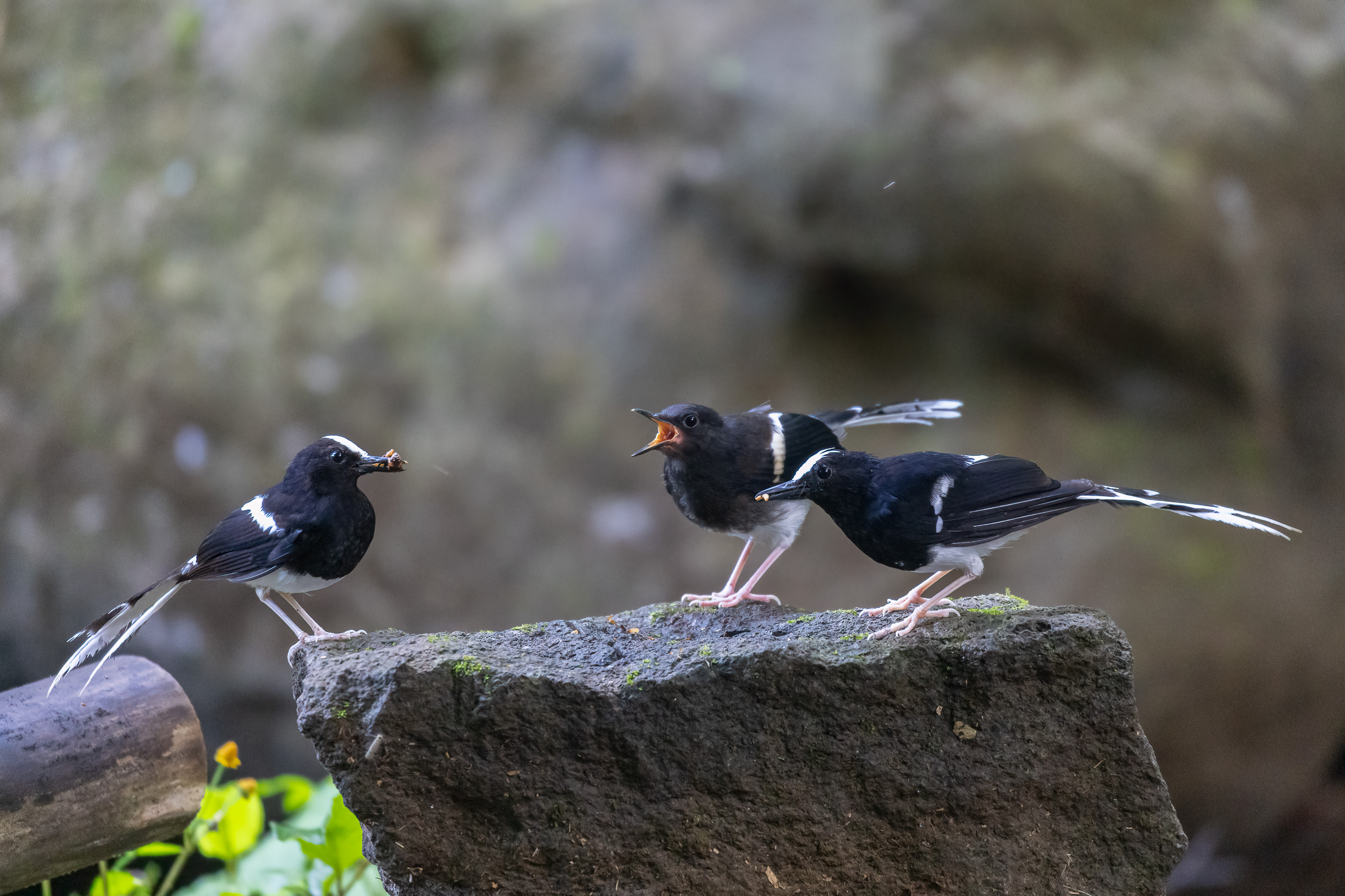 Bali, Bird, Indonesia, Sanda, Wildlife