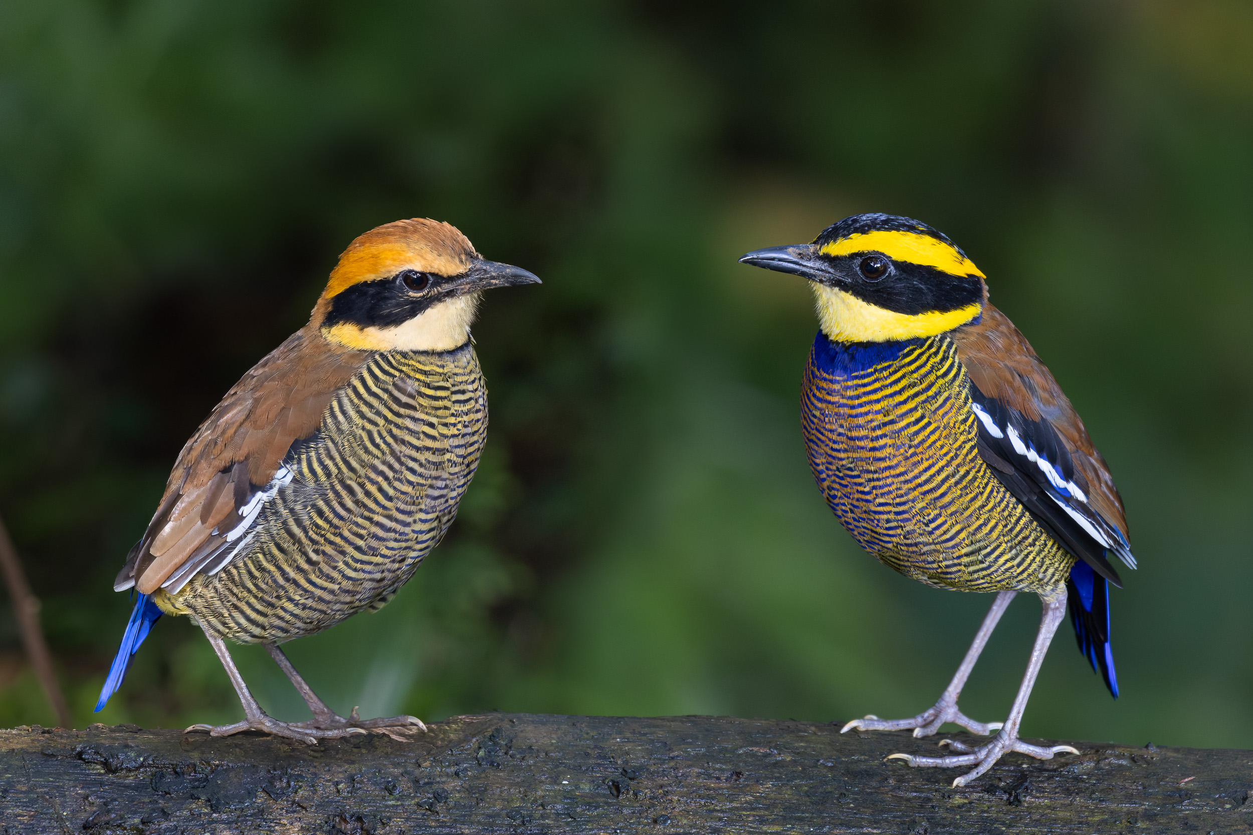 Bali, Bird, Highlights, Indonesia, Sanda, Wildlife, bird hide
