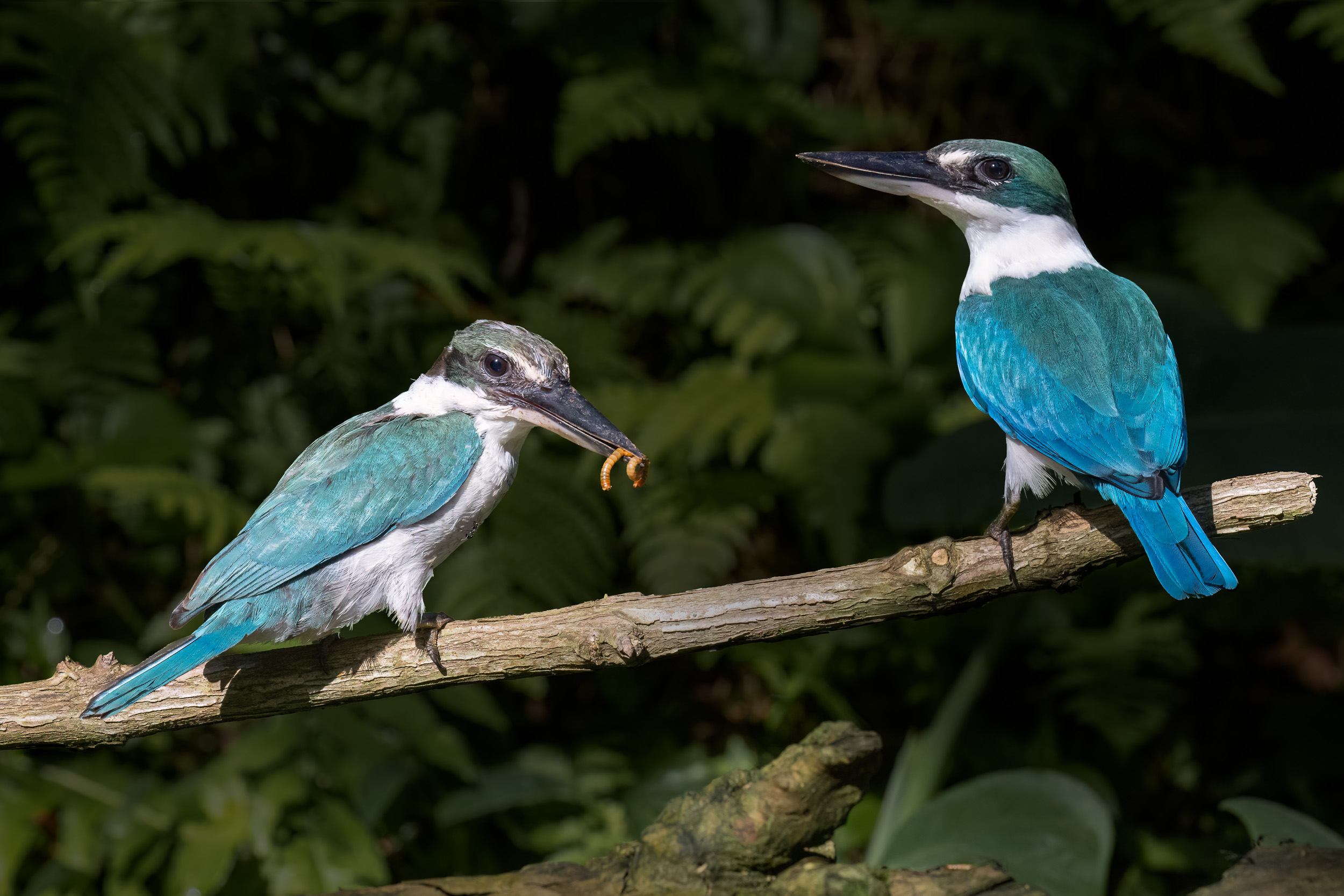 Bali, Bird, Collared Kingfisher, Highlights, Indonesia, Sanda, Wildlife, bird hide