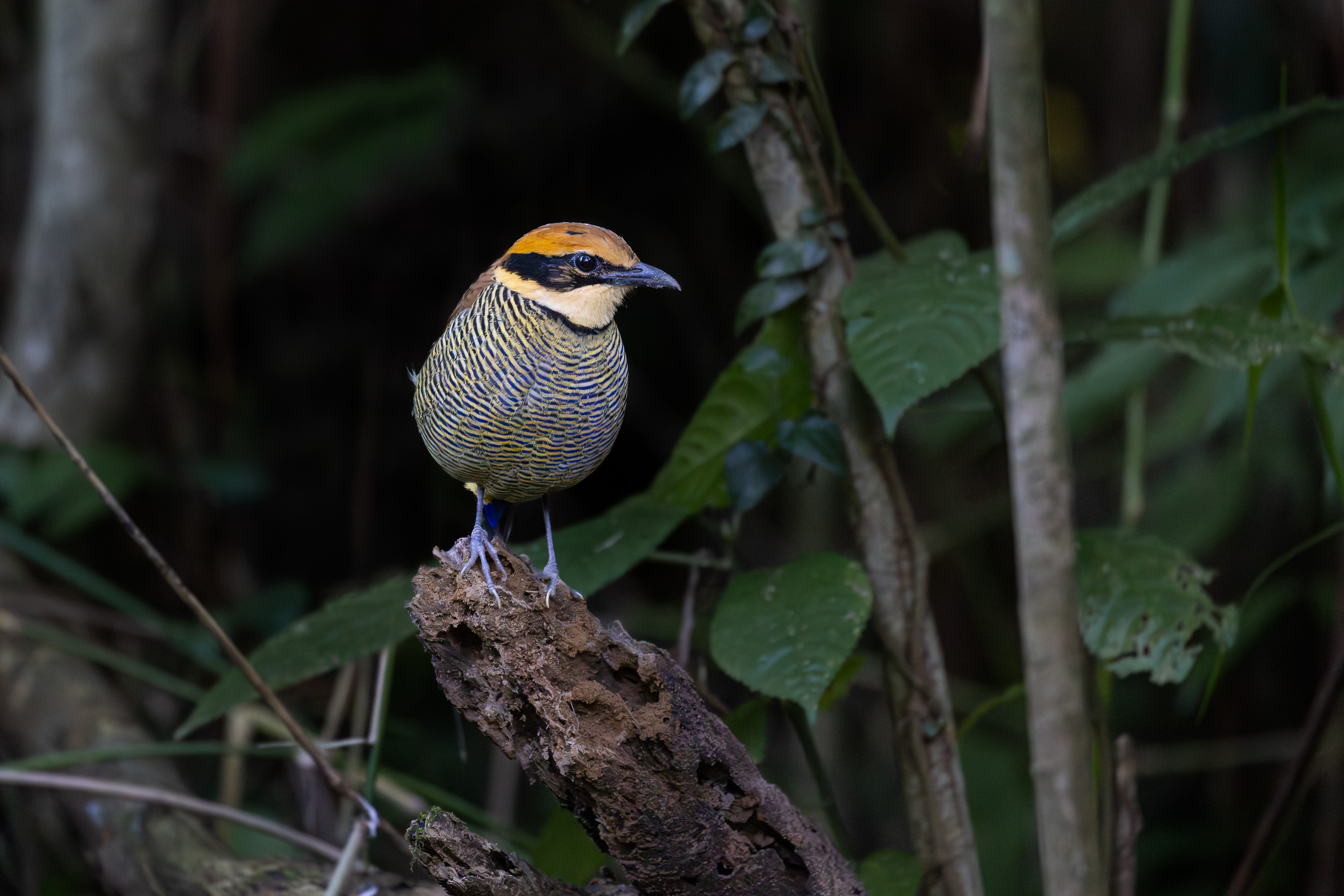 Bali, Bird, Highlights, Indonesia, Javan Banded Pitta, Sanda, Wildlife, bird hide, female