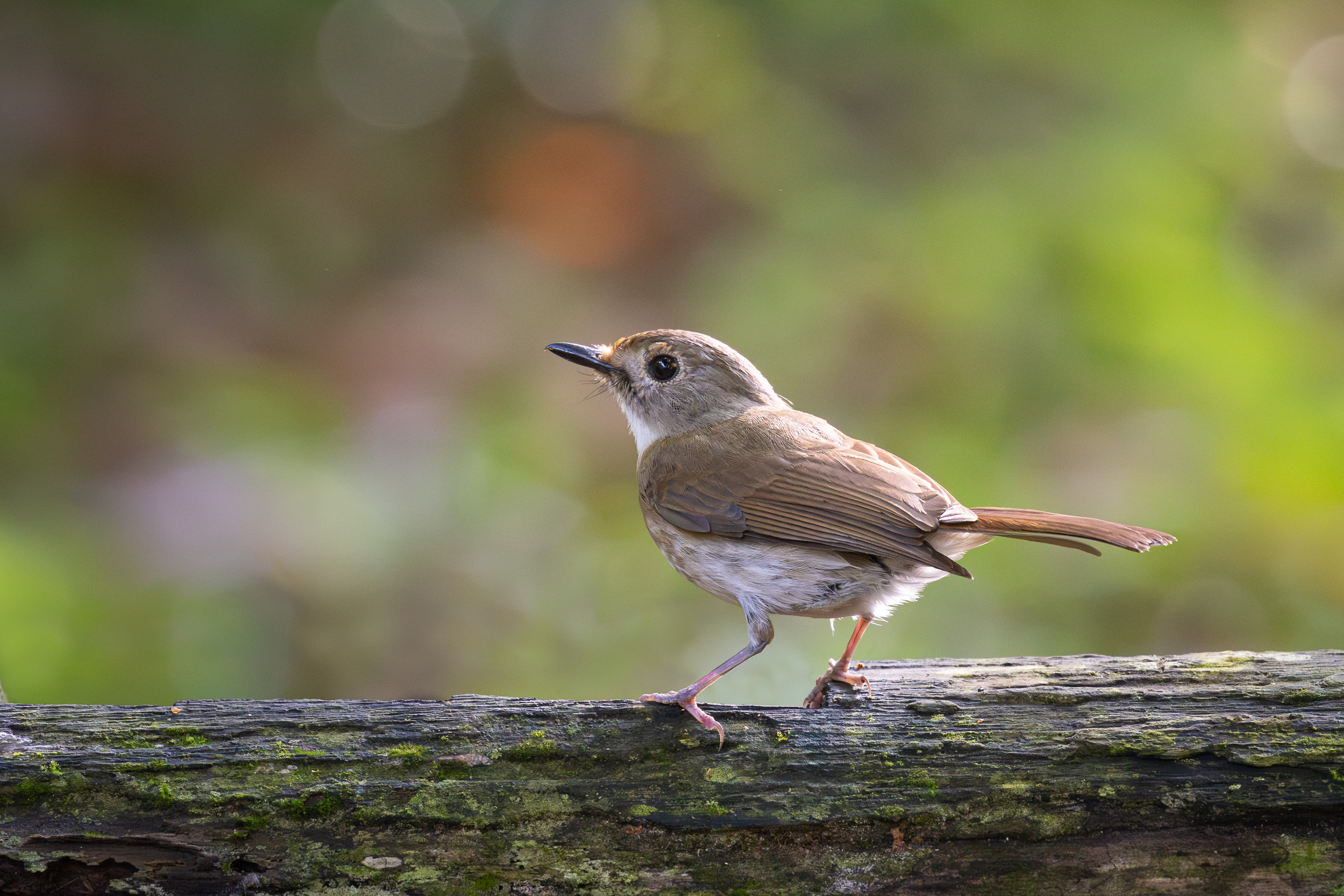 Bali, Bird, Fulvous-chested Jungle Flycatcher, Highlights, Indonesia, Sanda, Wildlife, bird hide