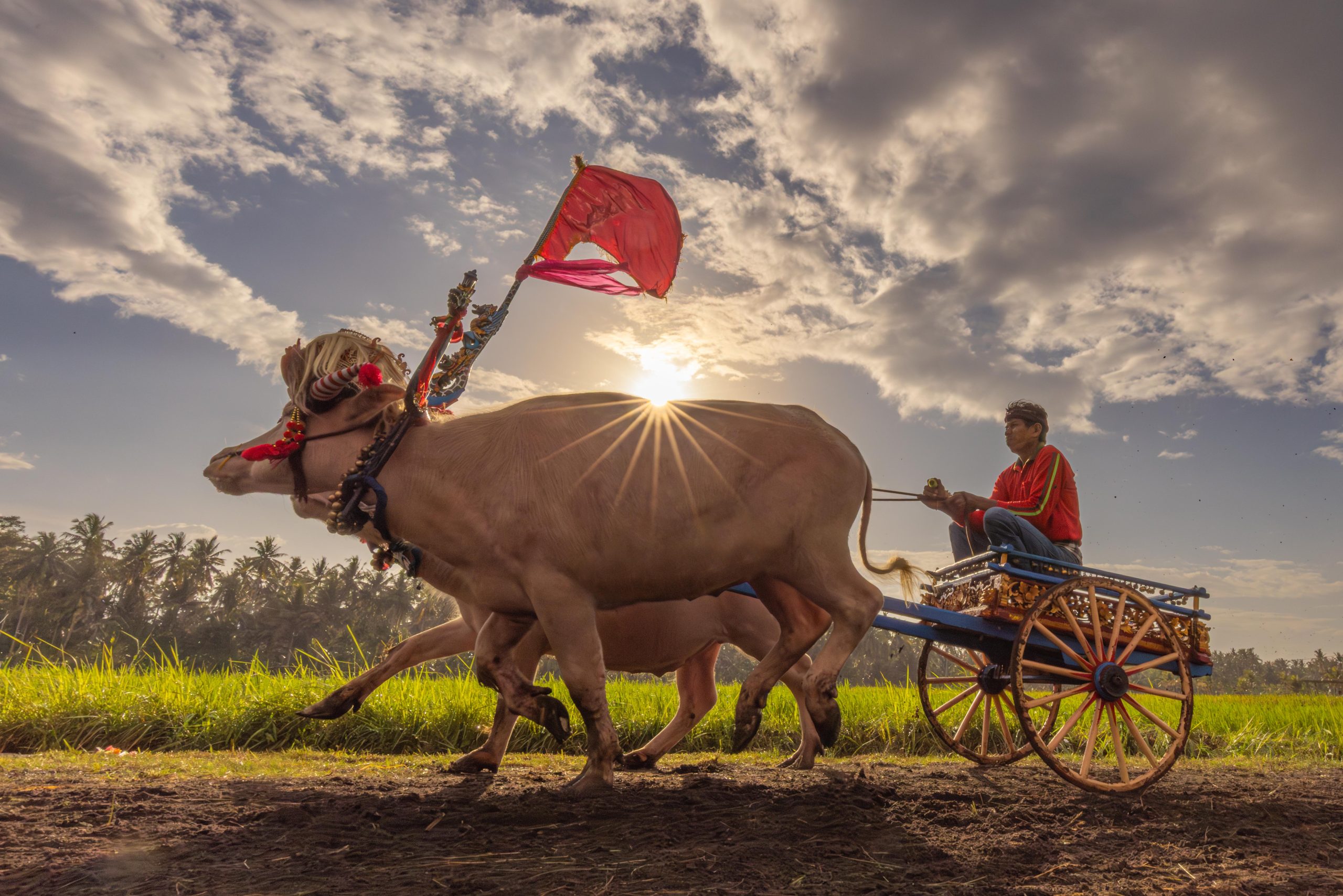 Bali, Highlights, Indonesia, Jembrana, Makepung, Negara, bull races