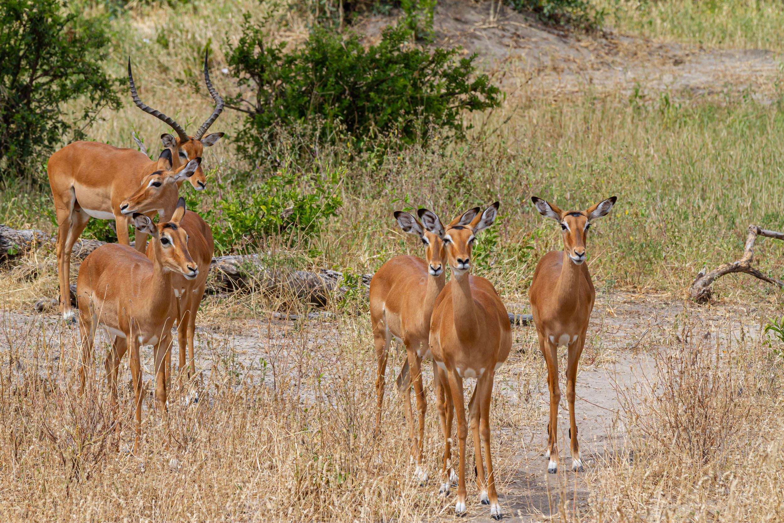 Impala, Tanzania, Tarangire National Park