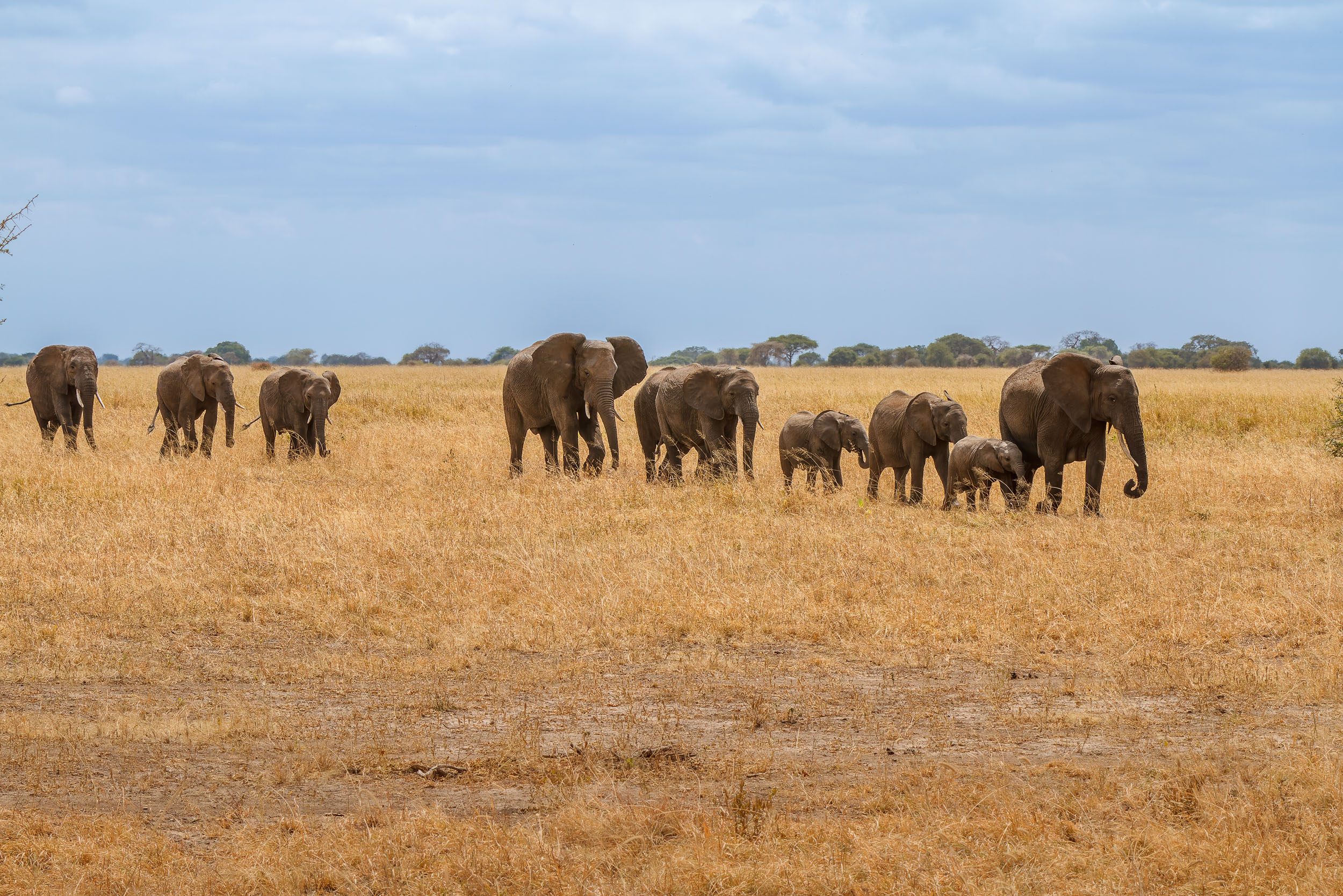 Animals, Elephant, Tanzania, Tarangire National Park