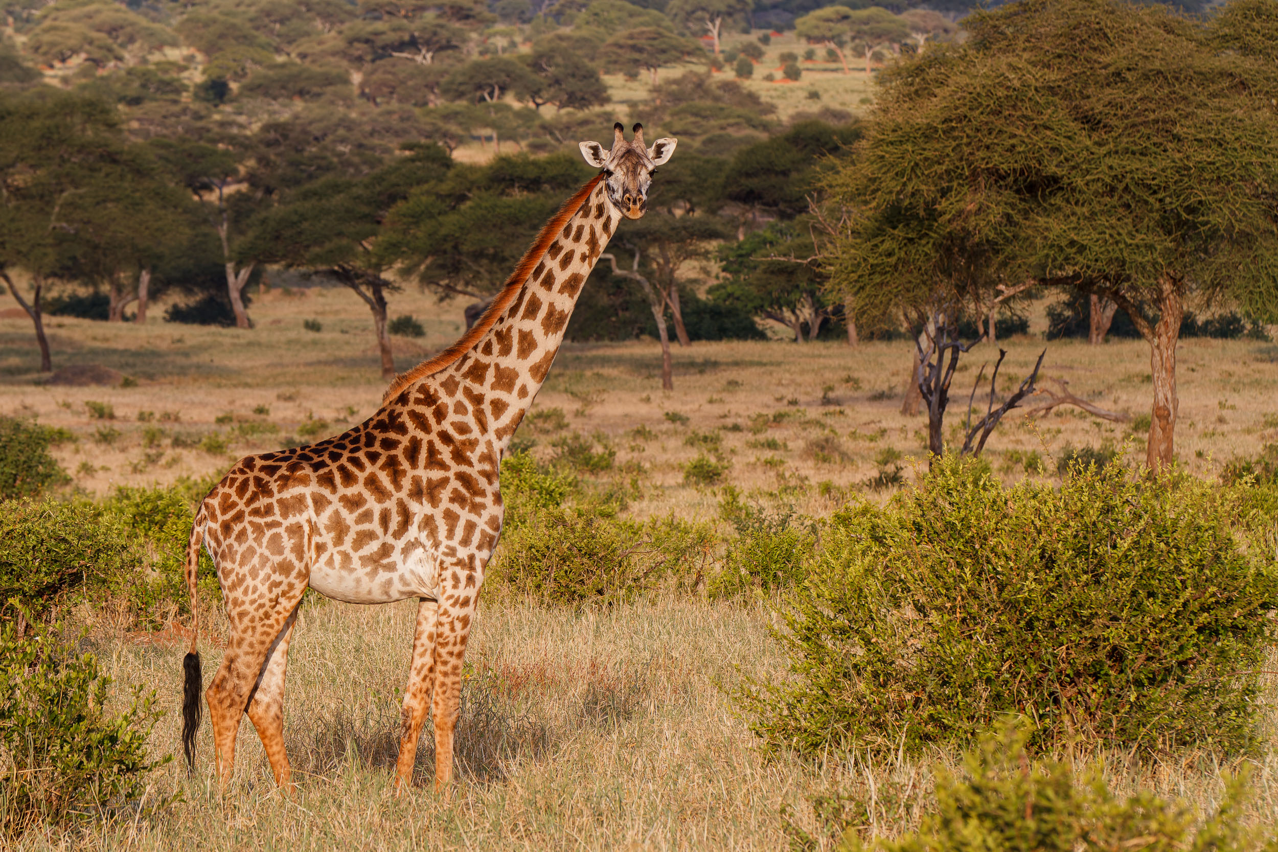 Giraffe, Tanzania, Tarangire National Park
