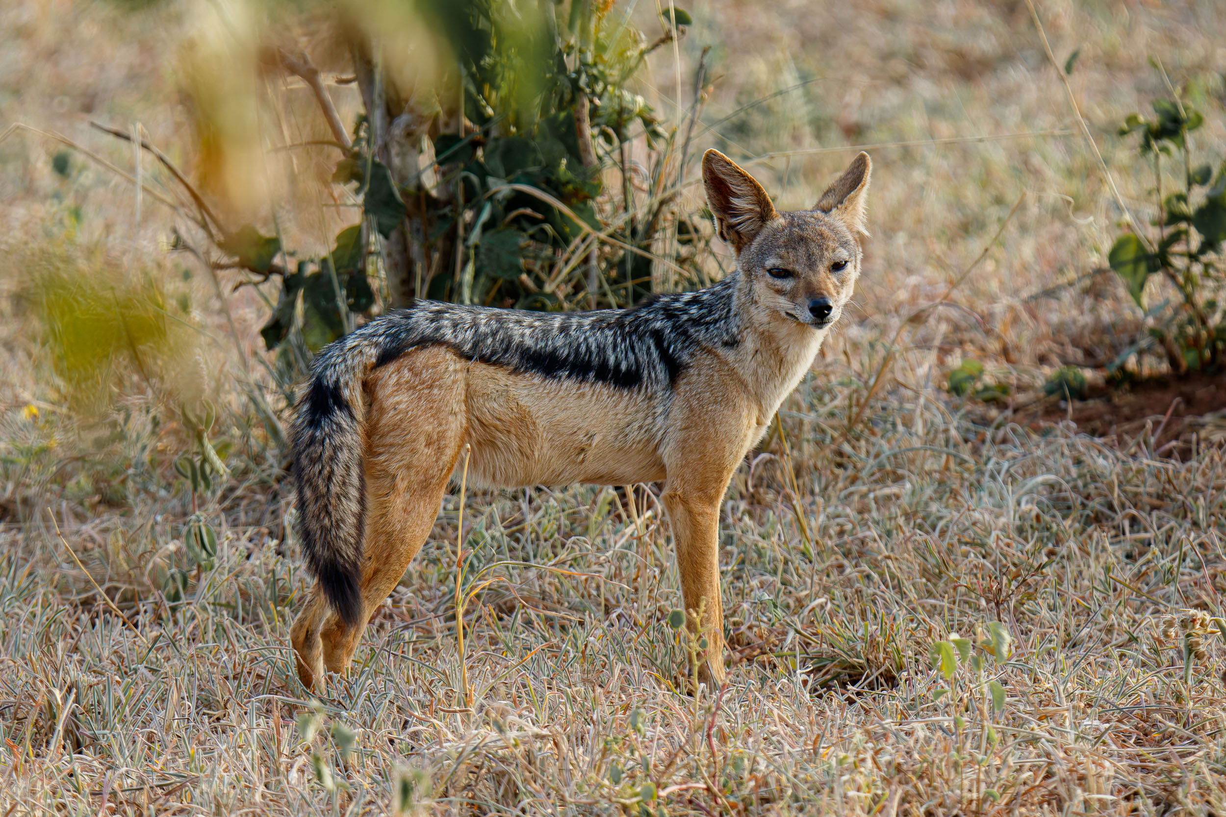 Black-backed Jackal, Tanzania, Tarangire National Park