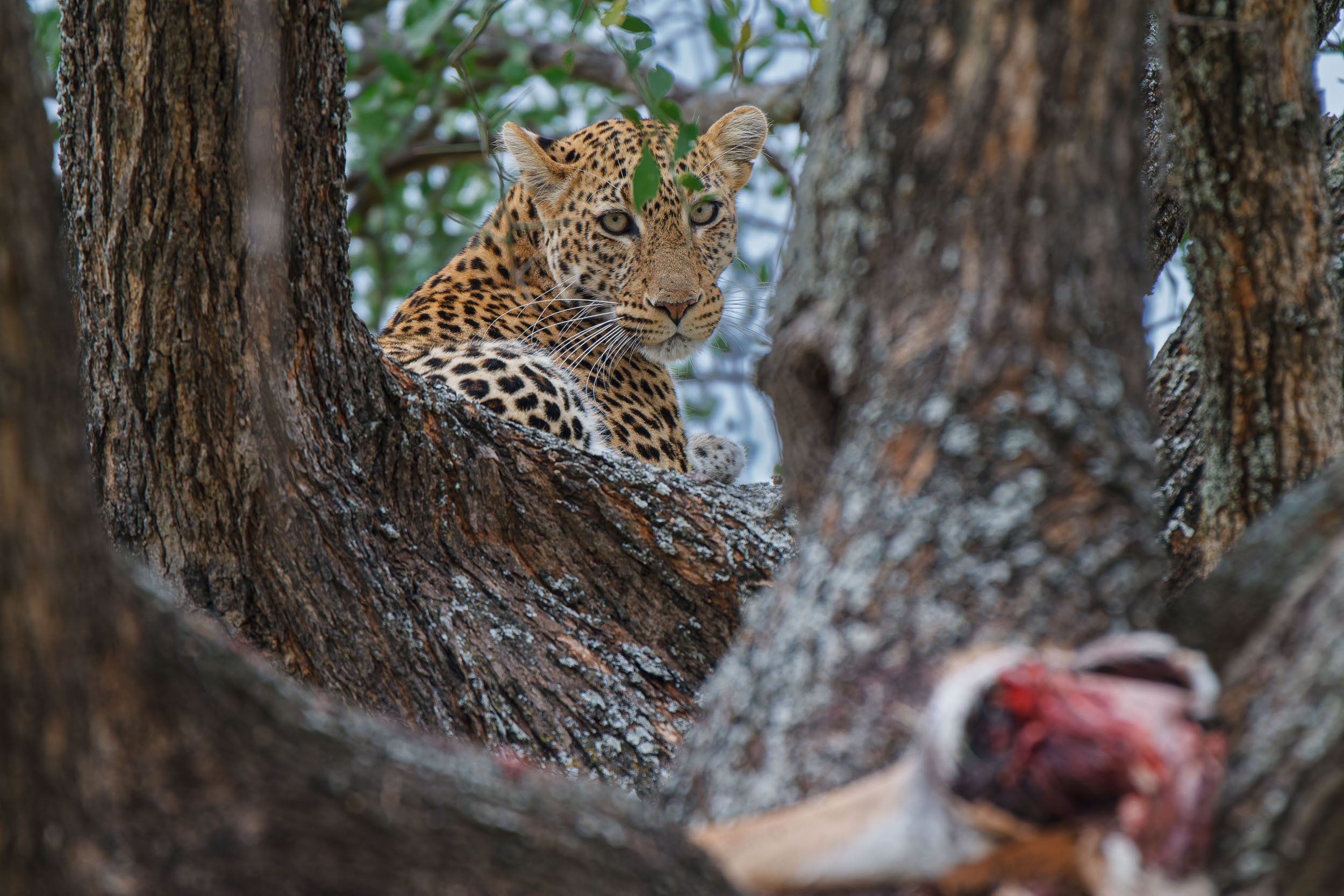 Animals, Leopard, Tanzania, Tarangire National Park