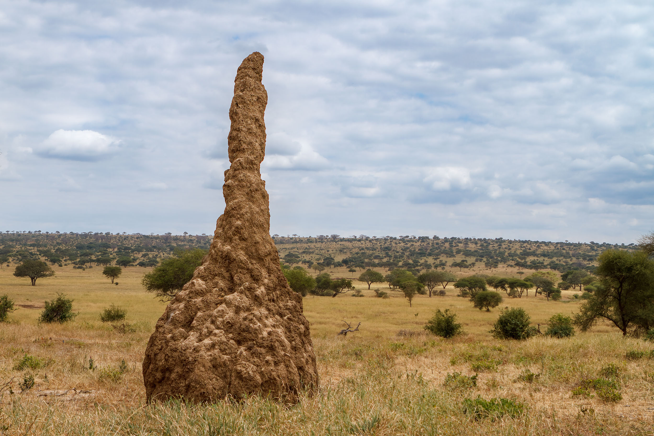 Tanzania, Tarangire National Park