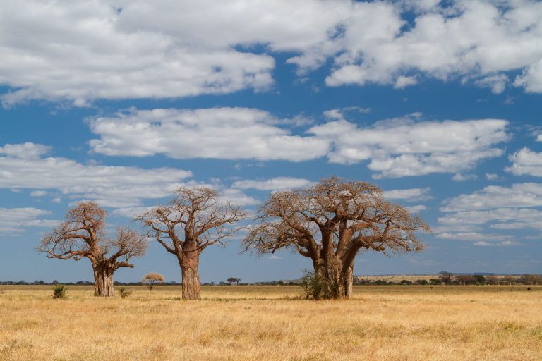 Baobab trees in Tarangire National Park in Tanzania
