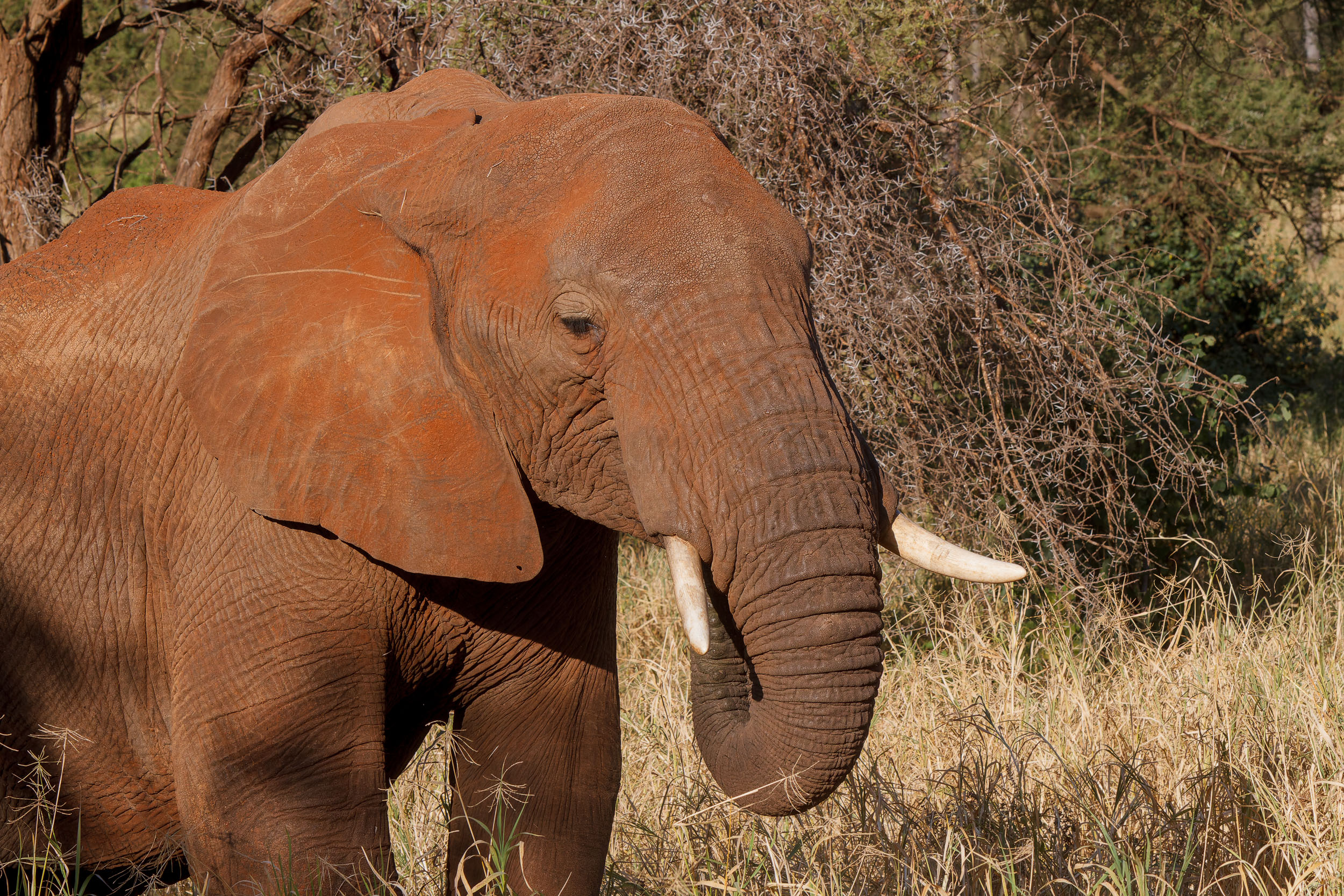 Animals, Elephant, Tanzania, Tarangire National Park