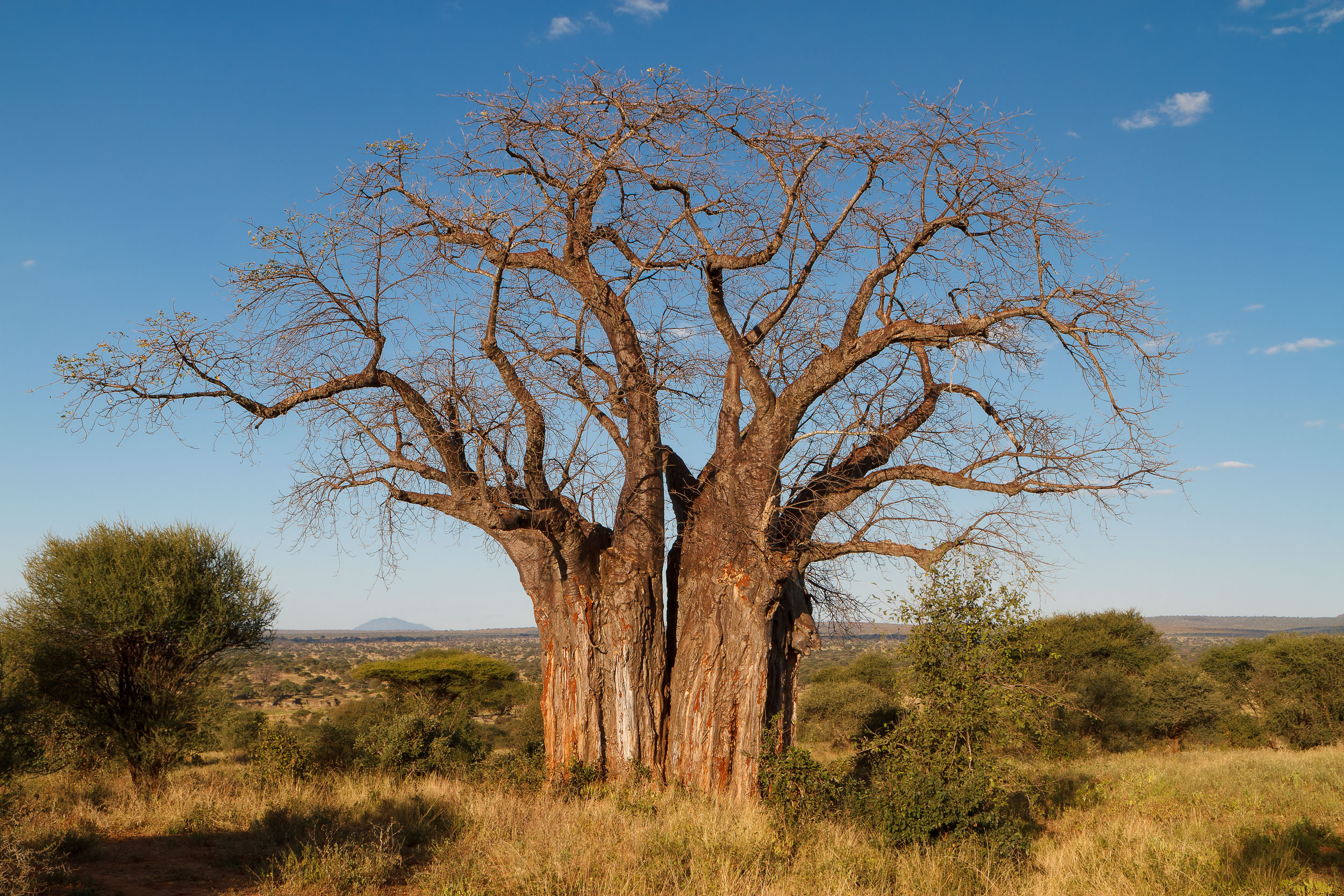Tanzania, Tarangire National Park