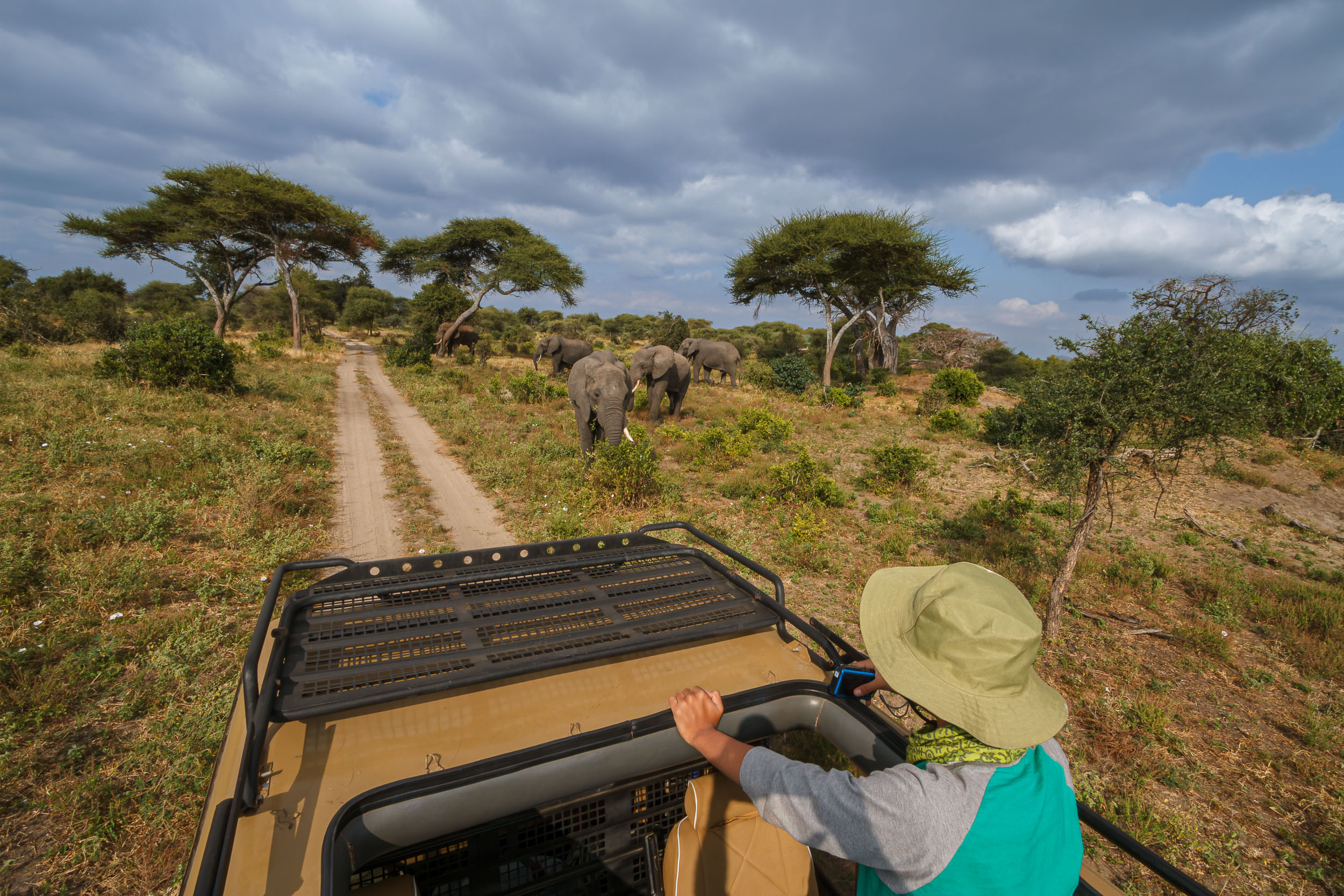 Animals, Elephant, Tanzania, Tarangire National Park
