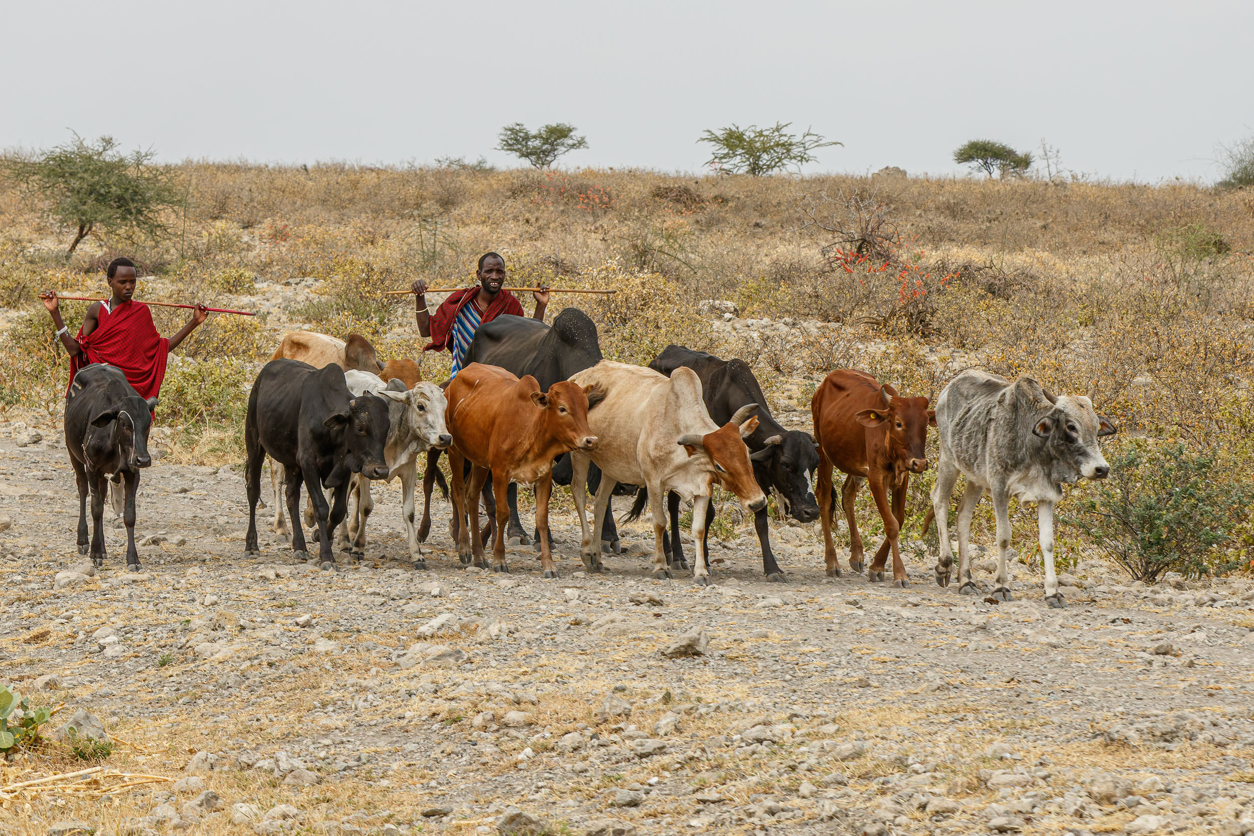 Lake Eyasi, Lake Manyara, Maasai, Tanzania