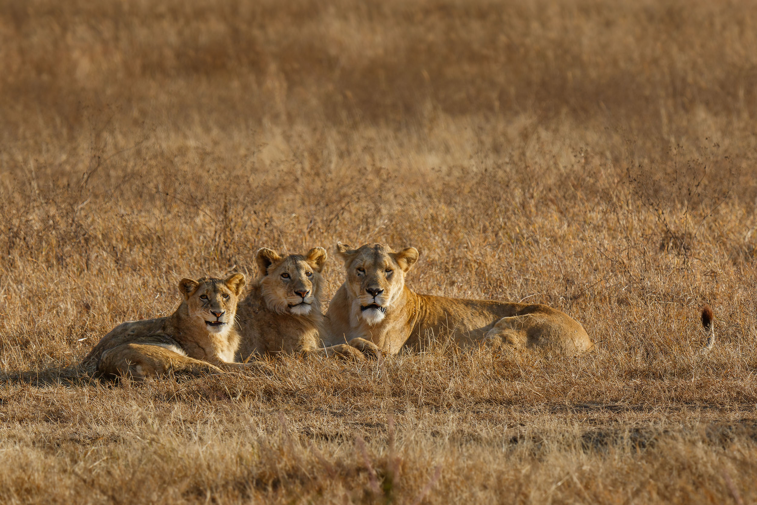 Crater, Lion, Ngorongoro Conservation Area, Tanzania