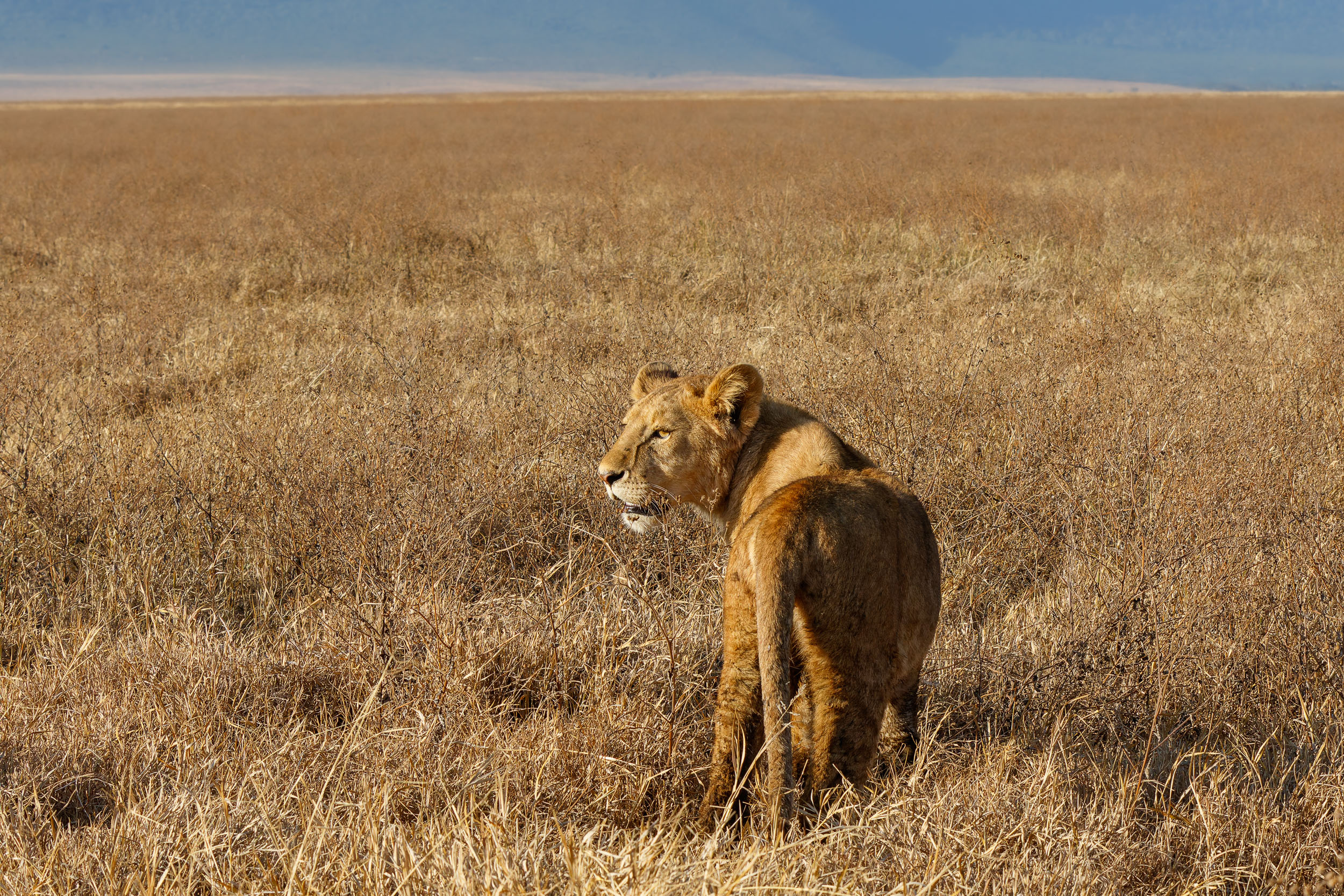 Crater, Lion, Ngorongoro Conservation Area, Tanzania