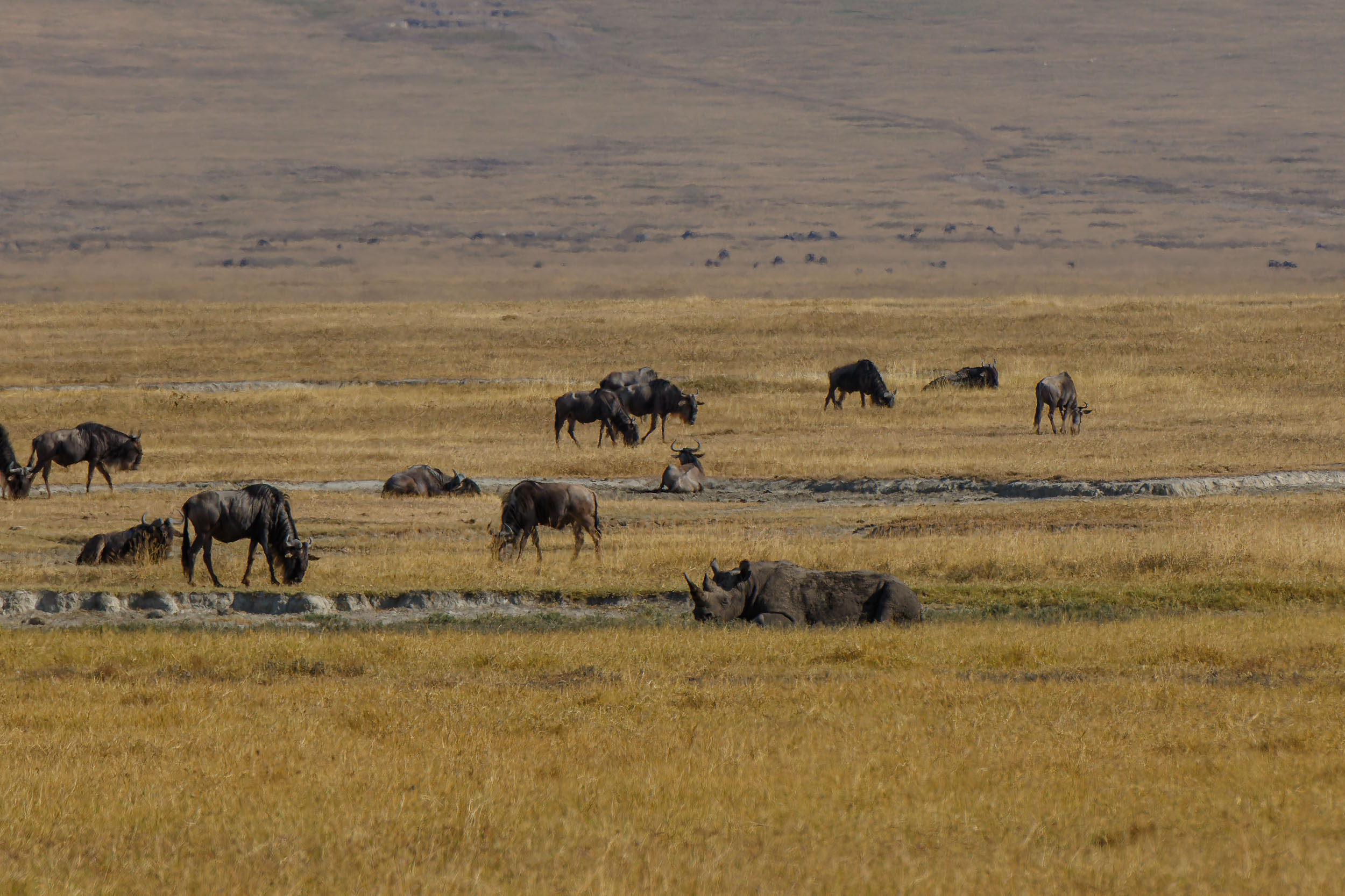 Black Rhino, Crater, Ngorongoro Conservation Area, Tanzania