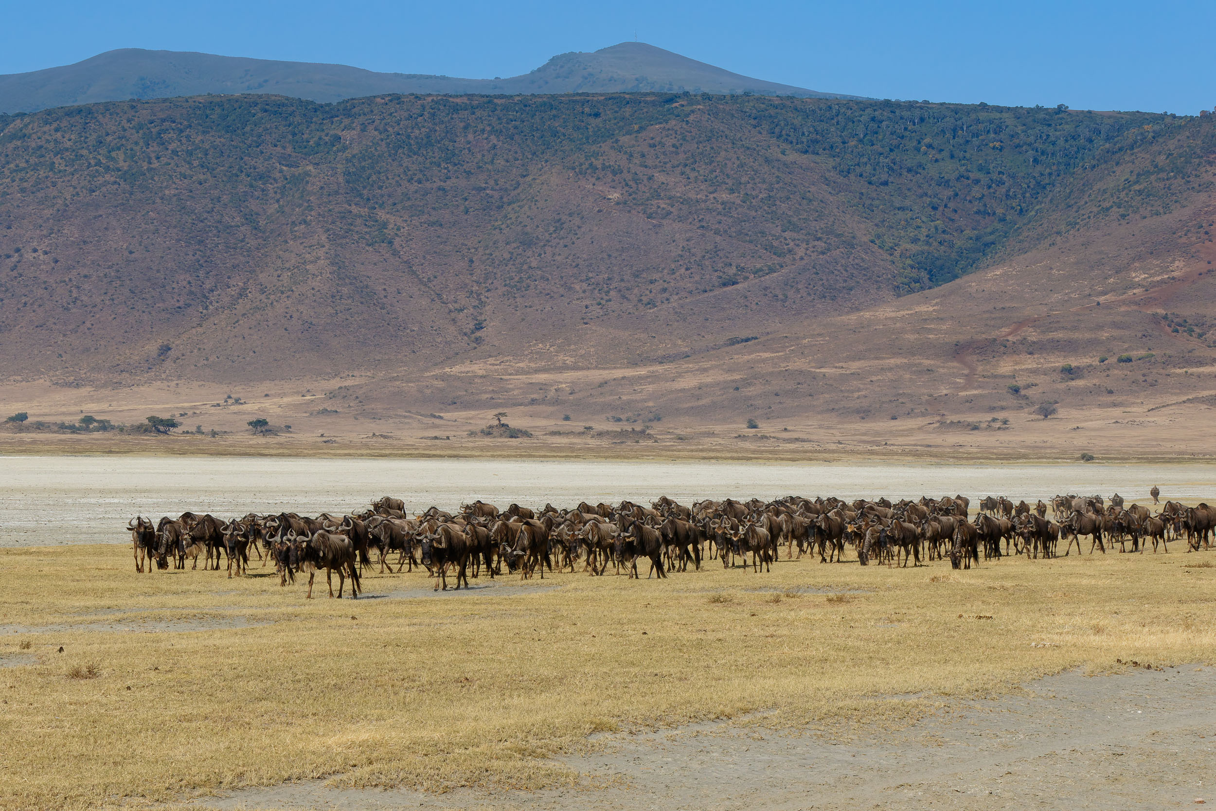 Crater, Ngorongoro Conservation Area, Tanzania, Wildebeest