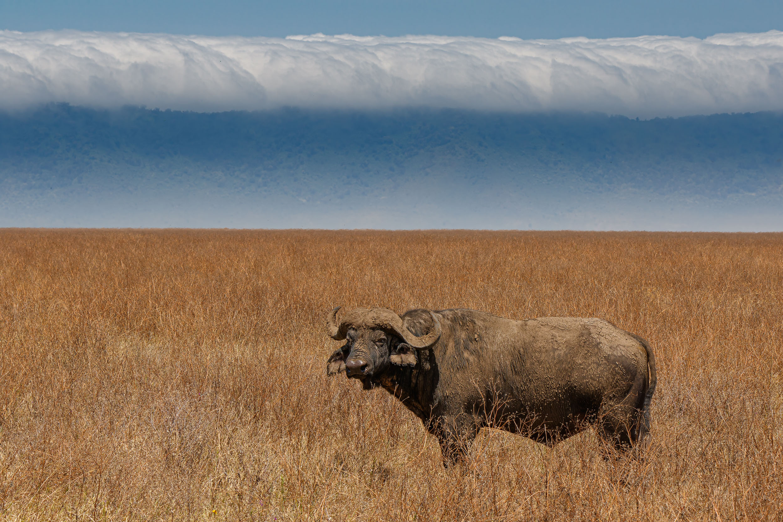 Buffalo, Crater, Ngorongoro Conservation Area, Tanzania