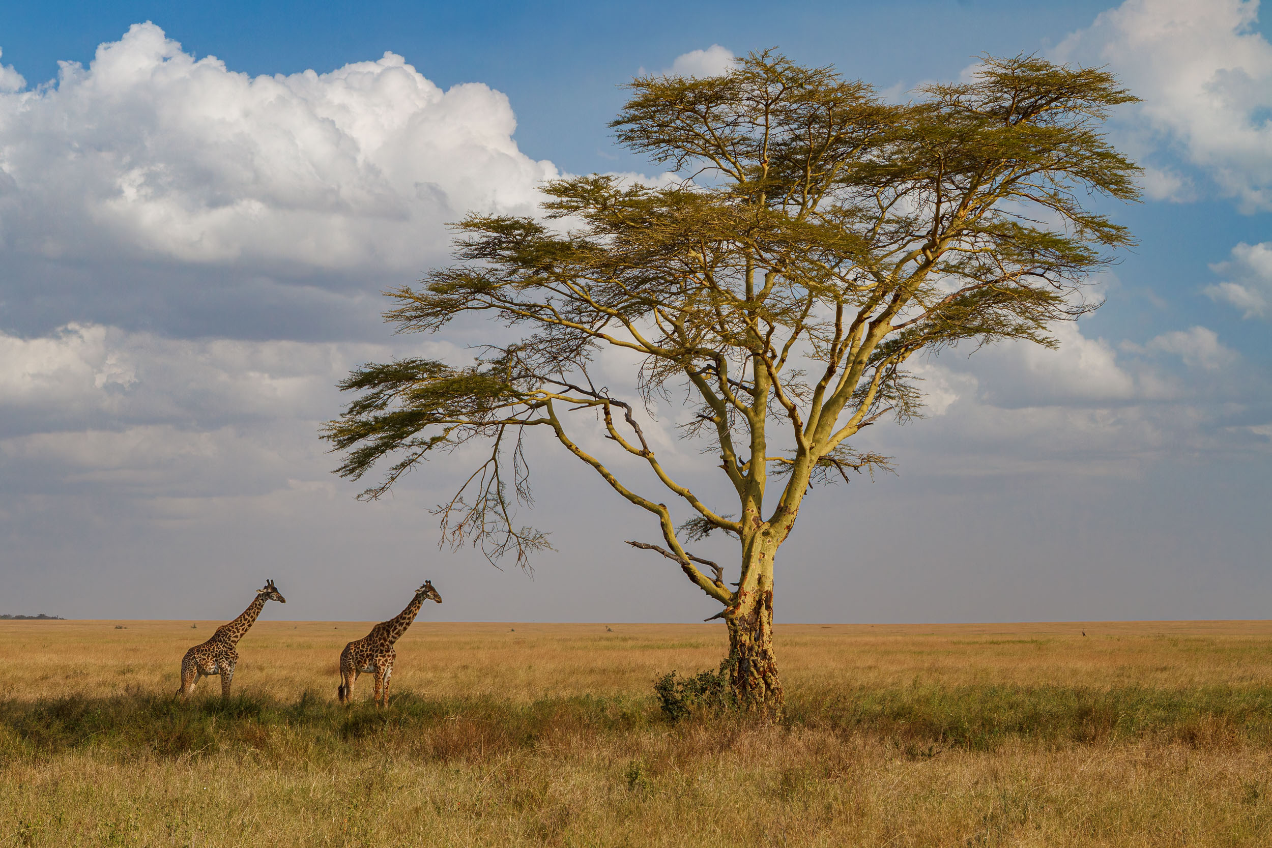 Giraffe, Highlights, Serengeti National Park, Seronera, Tanzania