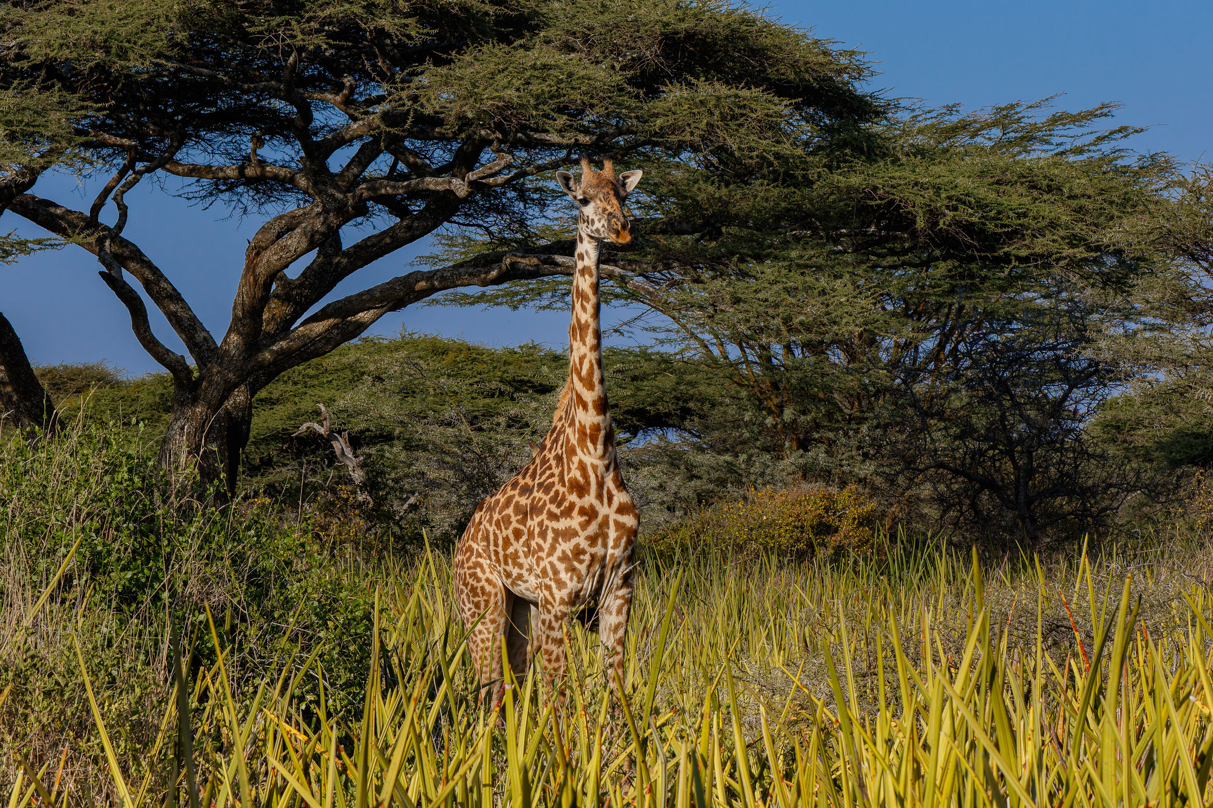 Giraffe, Olduvai Gorge, Olduvai Tented Camp, Tanzania