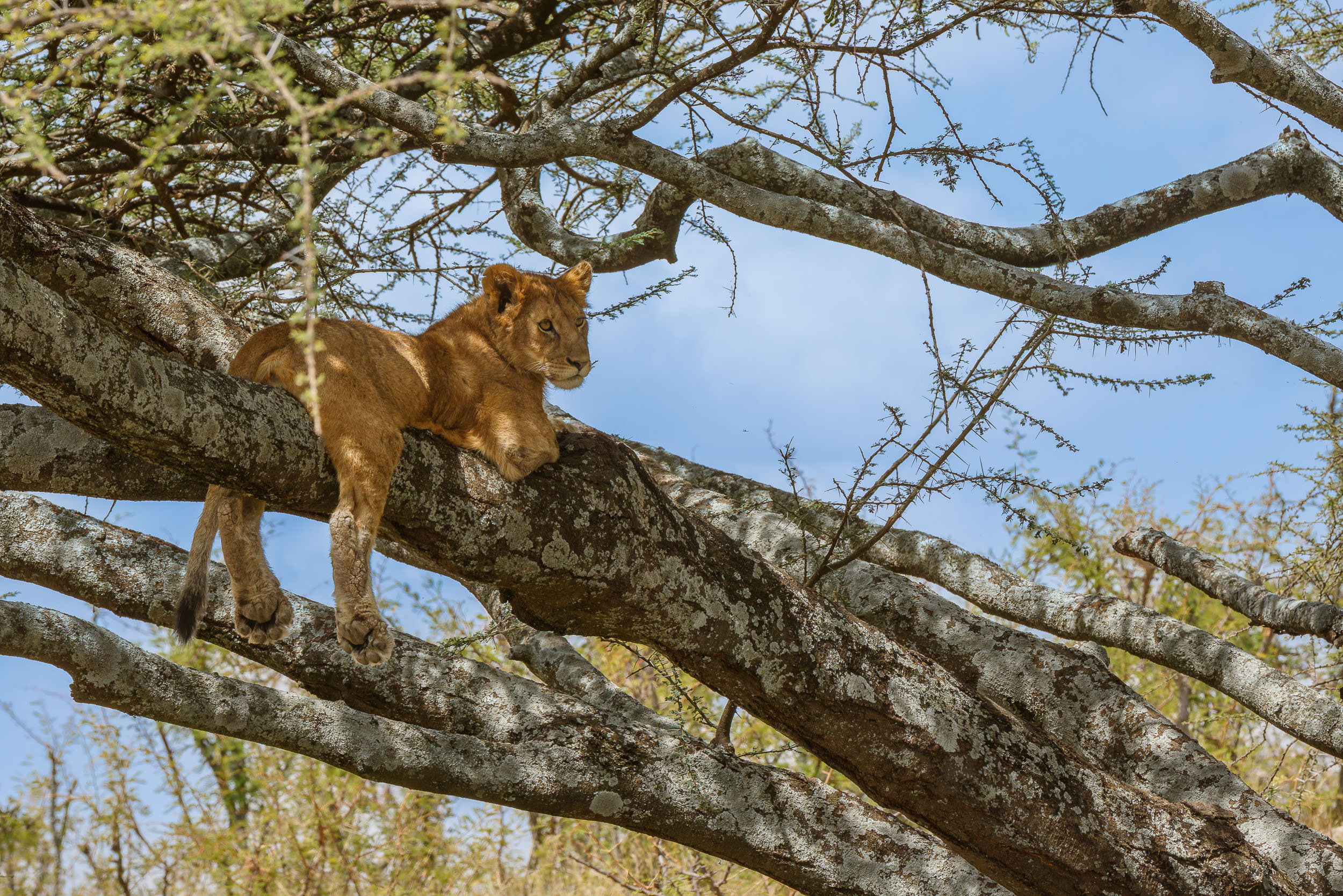 Highlights, Lion, Serengeti National Park, Seronera, Tanzania