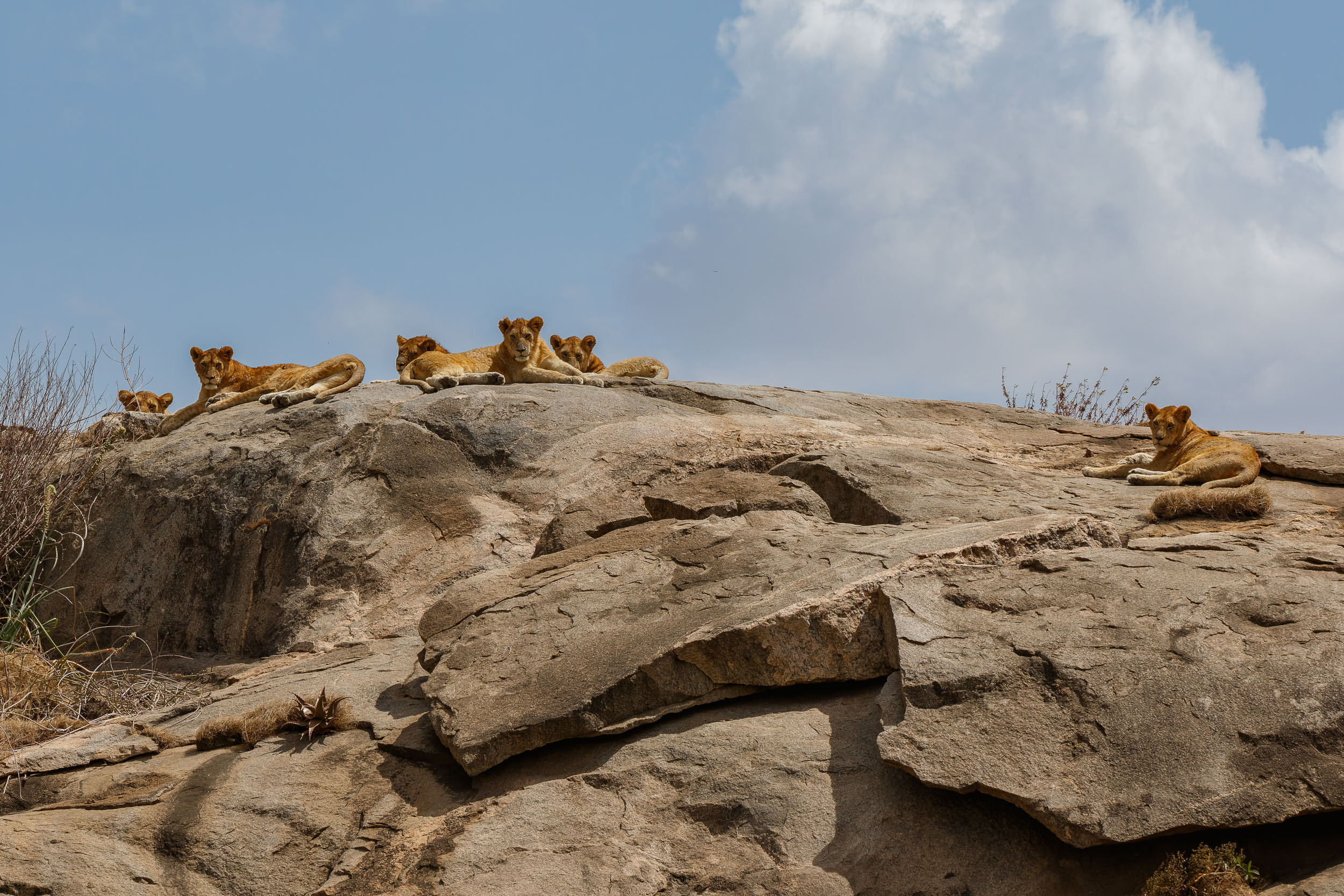 Highlights, Lion, Serengeti National Park, Seronera, Tanzania