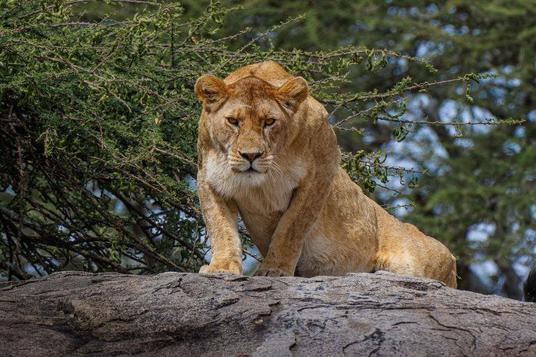 Highlights, Lion, Serengeti National Park, Seronera, Tanzania, Wildlife