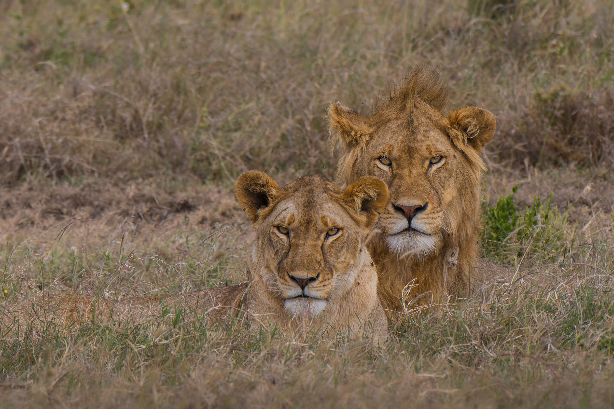 Highlights, Lion, Serengeti National Park, Seronera, Tanzania, print