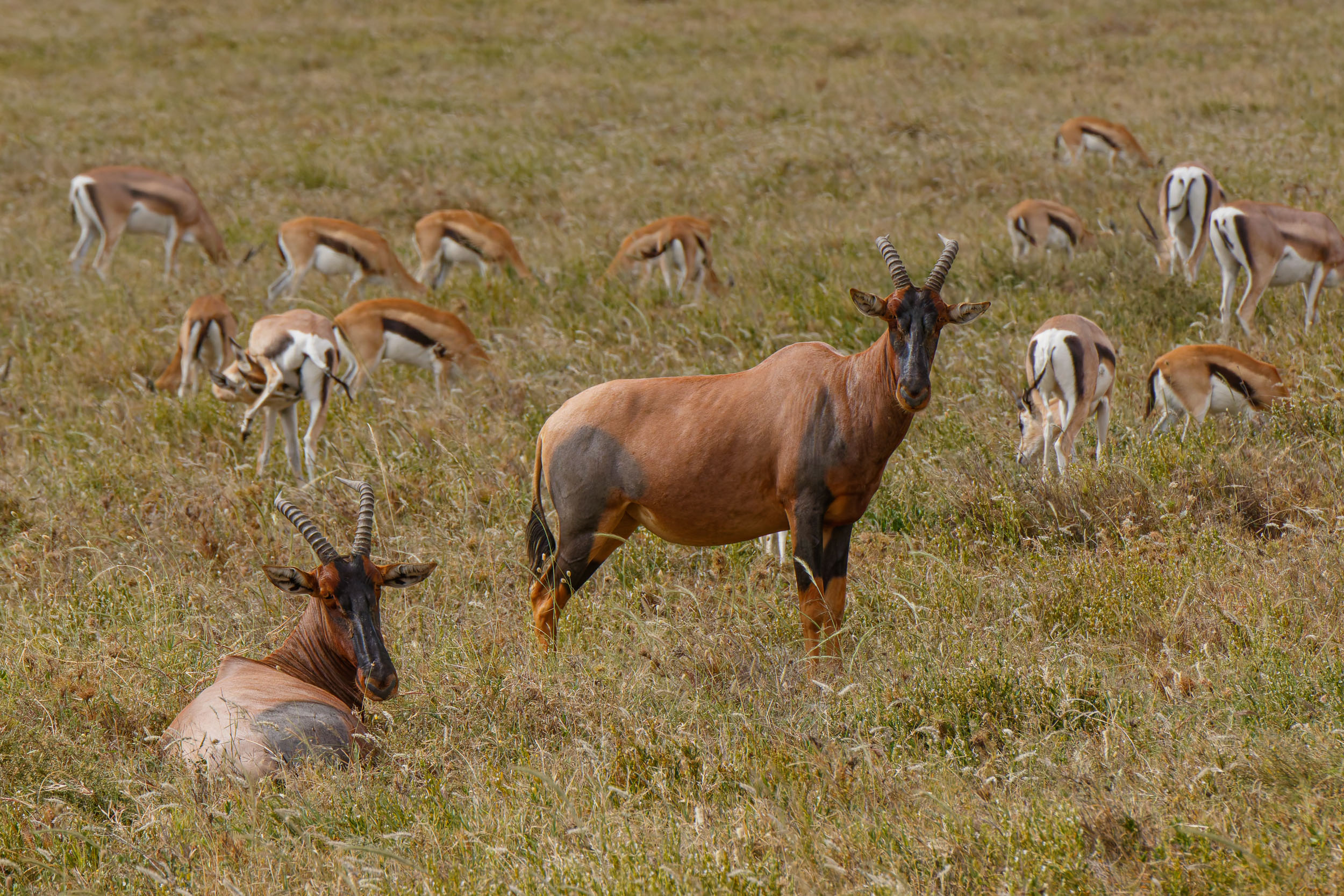 Highlights, Serengeti National Park, Seronera, Tanzania, Topi