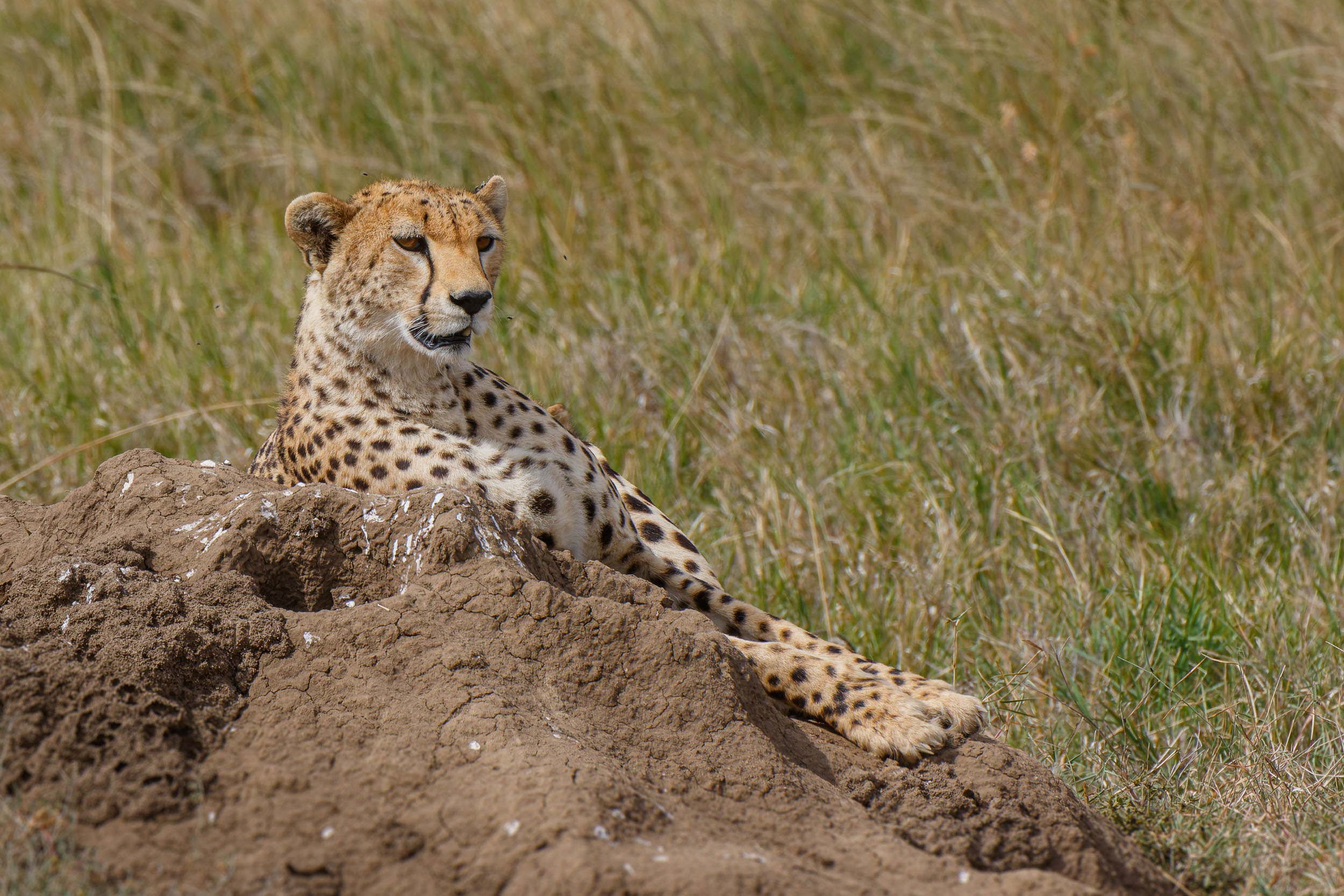 Cheetah, Highlights, Serengeti National Park, Seronera, Tanzania
